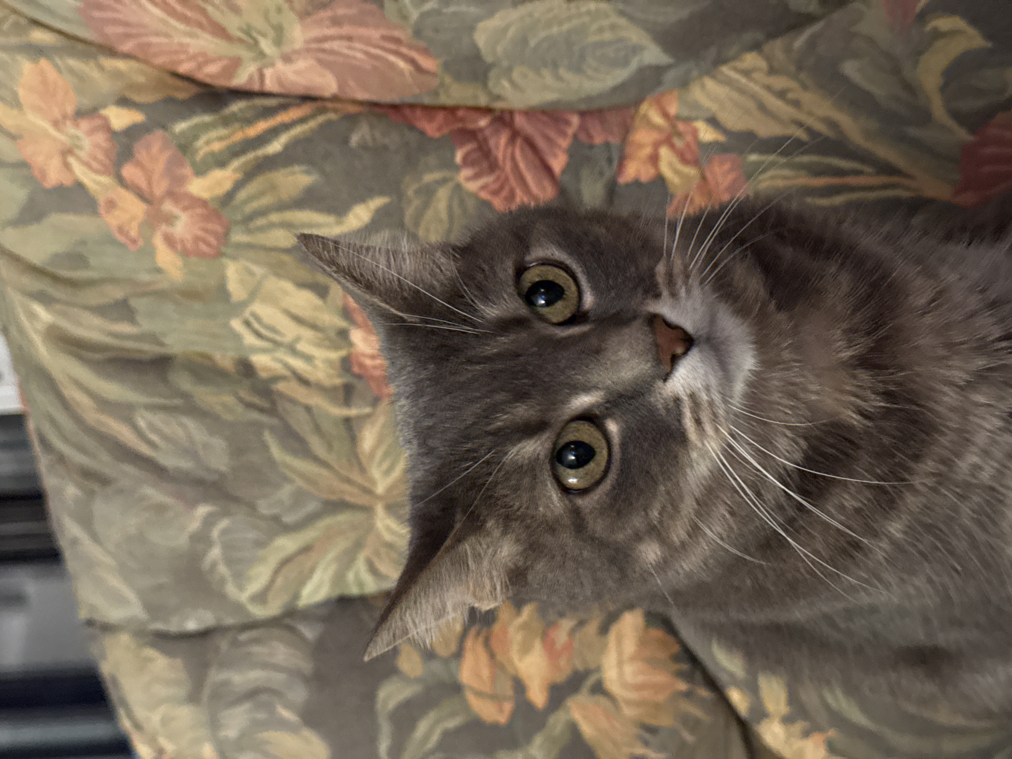A domestic cat is depicted in a close-up, eye-level shot, looking directly at the camera with an alert and curious expression. The cat, a gray and white tabby, dominates the central part of the frame, positioned diagonally with its head slightly tilted. Its soft, dense fur is primarily gray, with subtle lighter markings around its nose and chin. Long, white whiskers prominently extend from its muzzle. The cat possesses striking, round, olive-green eyes with notably dilated pupils. A small, dark pink nose is visible at the center of its face. Both of its pointed ears are visible, angled forward, suggesting engagement with its surroundings.
The background consists of a patterned fabric, likely upholstery, featuring a dense design of floral or leaf motifs in shades of green, brown, and reddish-orange. This suggests an indoor setting, possibly on a couch or chair. The cat's direct gaze and head tilt convey an interested and attentive demeanor. No text is visible in the image. The scene is set indoors in Barcelona, Spain.
