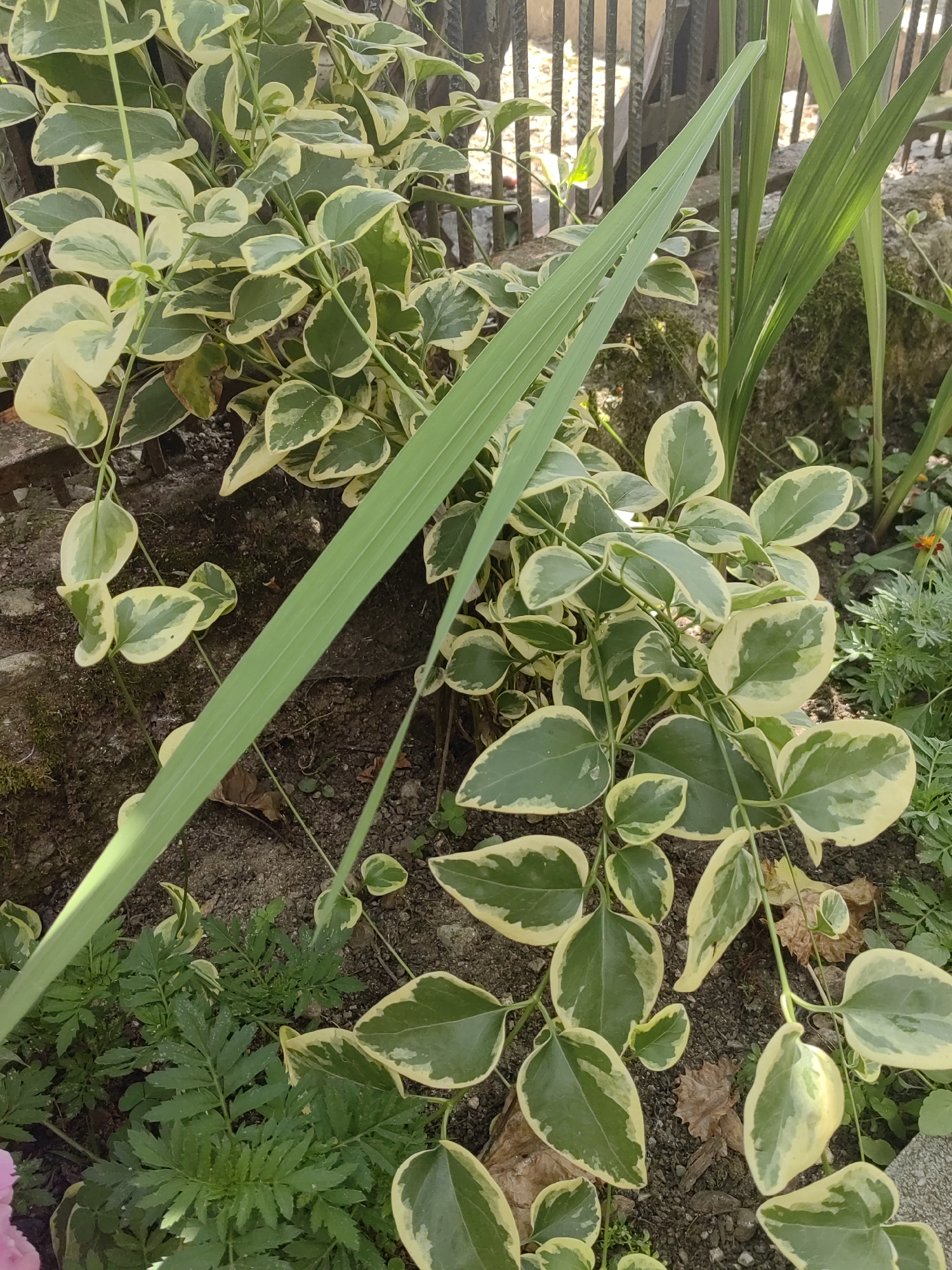 The image shows a garden scene, likely in Djerovo, Bulgaria, with a variety of plants. In the foreground and midground, a variegated vine with heart-shaped leaves, alternating between green and yellow, is prominent. This vine trails across the frame, partially obscuring other elements. To the left and bottom of the frame, a plant with feathery, dark green foliage is visible. Several tall, slender, green leaves, possibly from a gladiolus or similar plant, rise vertically in the midground and right side of the image. A dark, textured surface, appearing to be soil and possibly a rock or stone wall, forms the background. Behind the plants, a dark metal fence with vertical bars is visible. The lighting suggests it is daytime, with some shadows indicating sunlight. There are no people or animals present in the image. The overall impression is of a lush, naturalistic garden setting.
