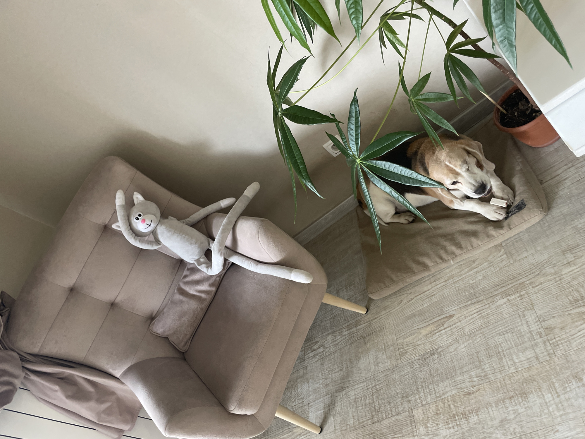The image shows an interior scene with a light-colored wooden floor. In the upper right corner, a beagle dog lies on a tan dog bed, gnawing on a bone. A potted plant with large, green, palmate leaves is positioned beside the dog bed, partially obscuring the dog. To the left, a beige armchair with wooden legs is visible, topped with a long, gray stuffed animal cat with a pink nose. The setting appears to be indoors, likely a living room or similar domestic space. The location is Krasnoyarsk, Russia.