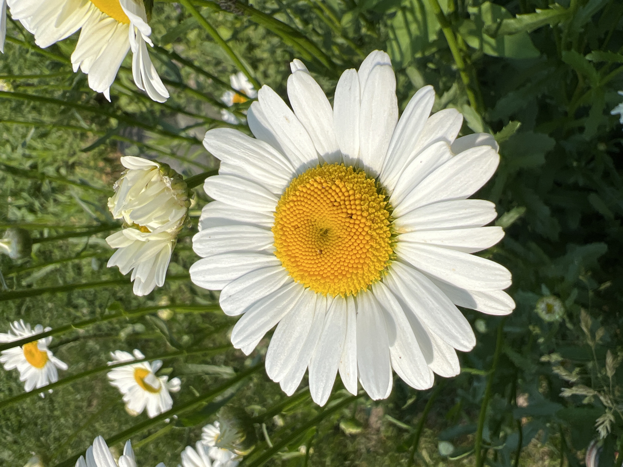 This is a close-up, high-angle, vertical shot of a large, fully bloomed daisy flower. The daisy has numerous white petals radiating from a bright yellow center. The petals are crisp and defined, with some showing subtle shadows and highlights, indicating strong natural light. The yellow center is a textured disk composed of many small florets.
The daisy is positioned in the foreground, slightly off-center to the left, and takes up a significant portion of the frame. Surrounding the main flower is a backdrop of green foliage and stems, suggesting a garden or natural outdoor setting. Several other daisies, some in various stages of bloom and some appearing as buds, are visible in the background, slightly out of focus. The overall color palette is dominated by the vibrant white and yellow of the daisies and the lush green of the surrounding plants.
The image does not contain any people or evidence of human activity. The environment appears to be a sunny day in a garden or meadow. There is no information available about the specific location within Mochische, Russia.