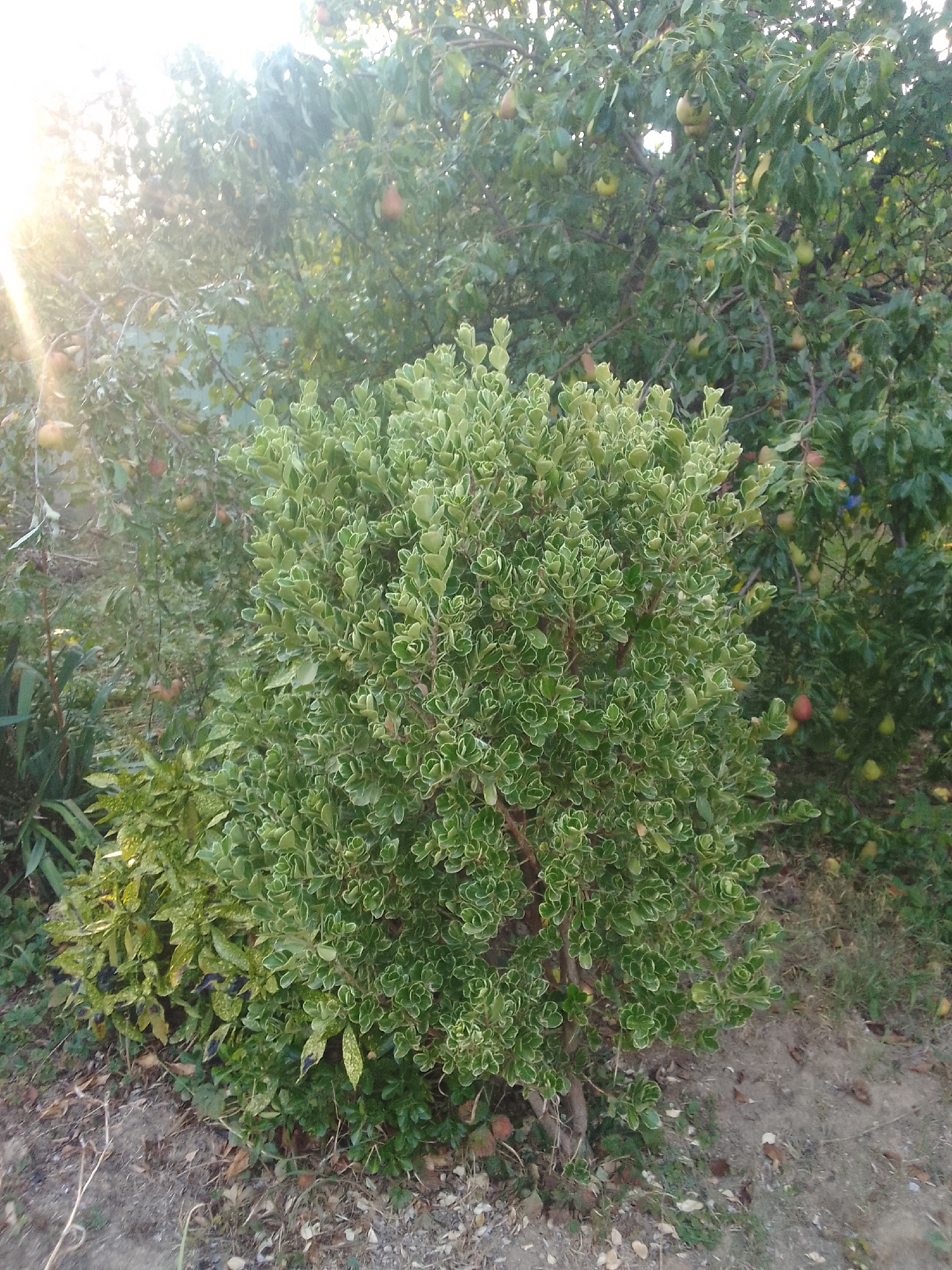 The image depicts an outdoor scene in Mynai, Ukraine, characterized by lush greenery and abundant fruit. In the foreground, a variegated shrub with small, wavy green and white leaves is prominently featured. Behind this shrub, a tree laden with pears can be seen. Several ripe pears, varying in color from yellow to red, are visible among the dense foliage. The sunlight filters through the leaves, creating a gentle lens flare effect on the left side of the image. The ground is covered with soil, dry leaves, and patches of grass. The overall setting suggests a garden or orchard environment. There are no people or animals visible in the frame.