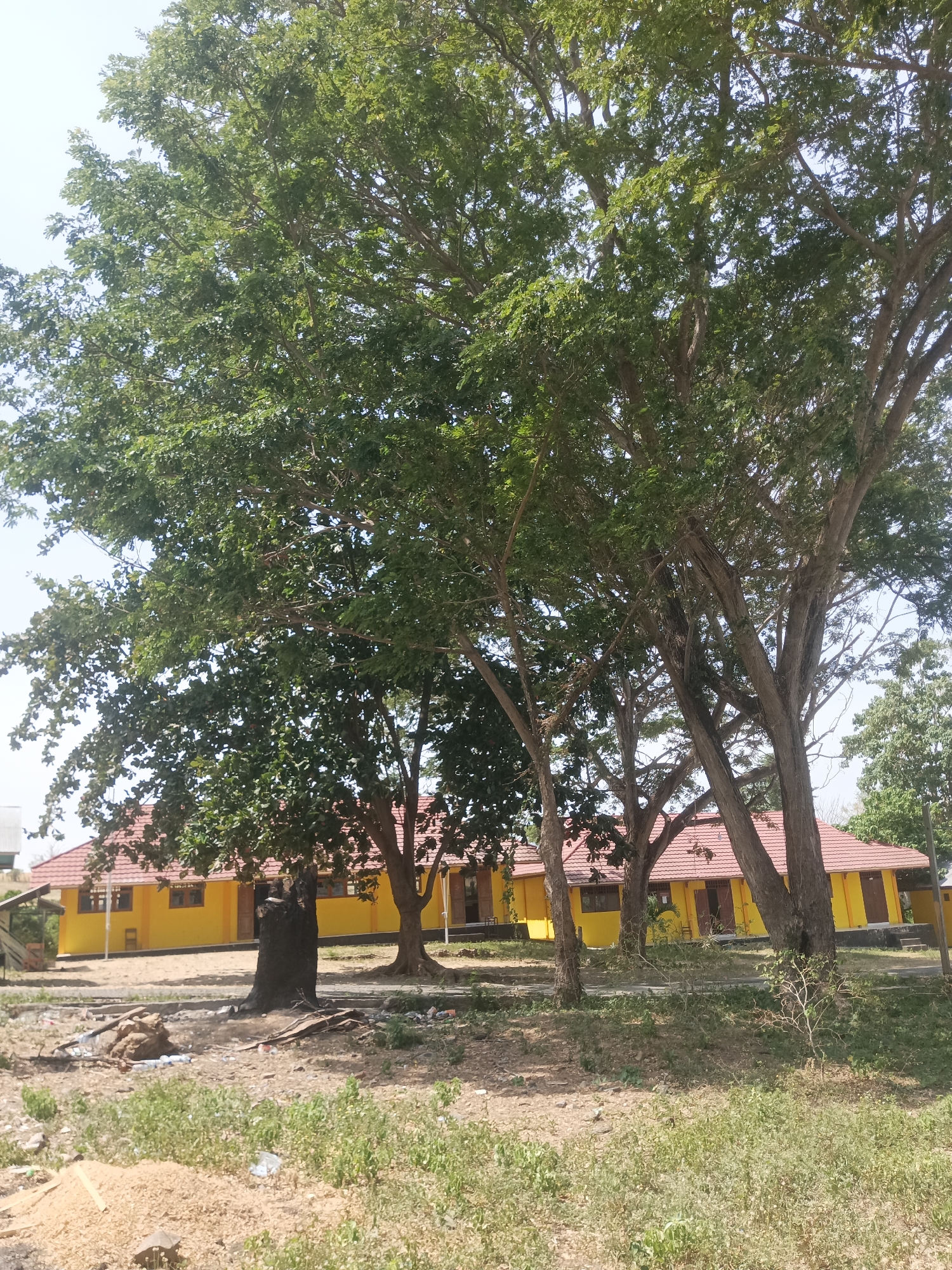 The image depicts a scene in Dupi, Indonesia, featuring a long, single-story building with a red tiled roof and bright yellow walls. The building has several windows and doors, suggesting it might be a school or administrative facility. Large trees with dense green foliage dominate the foreground and surround the building, casting shadows on the ground. The ground in front of the building is mostly unpaved, with patches of dry grass and scattered debris, including some trash. The sky is visible in the upper portion of the image, appearing bright and clear. The overall impression is one of a somewhat unkempt outdoor environment adjacent to a functional, albeit plain, building.