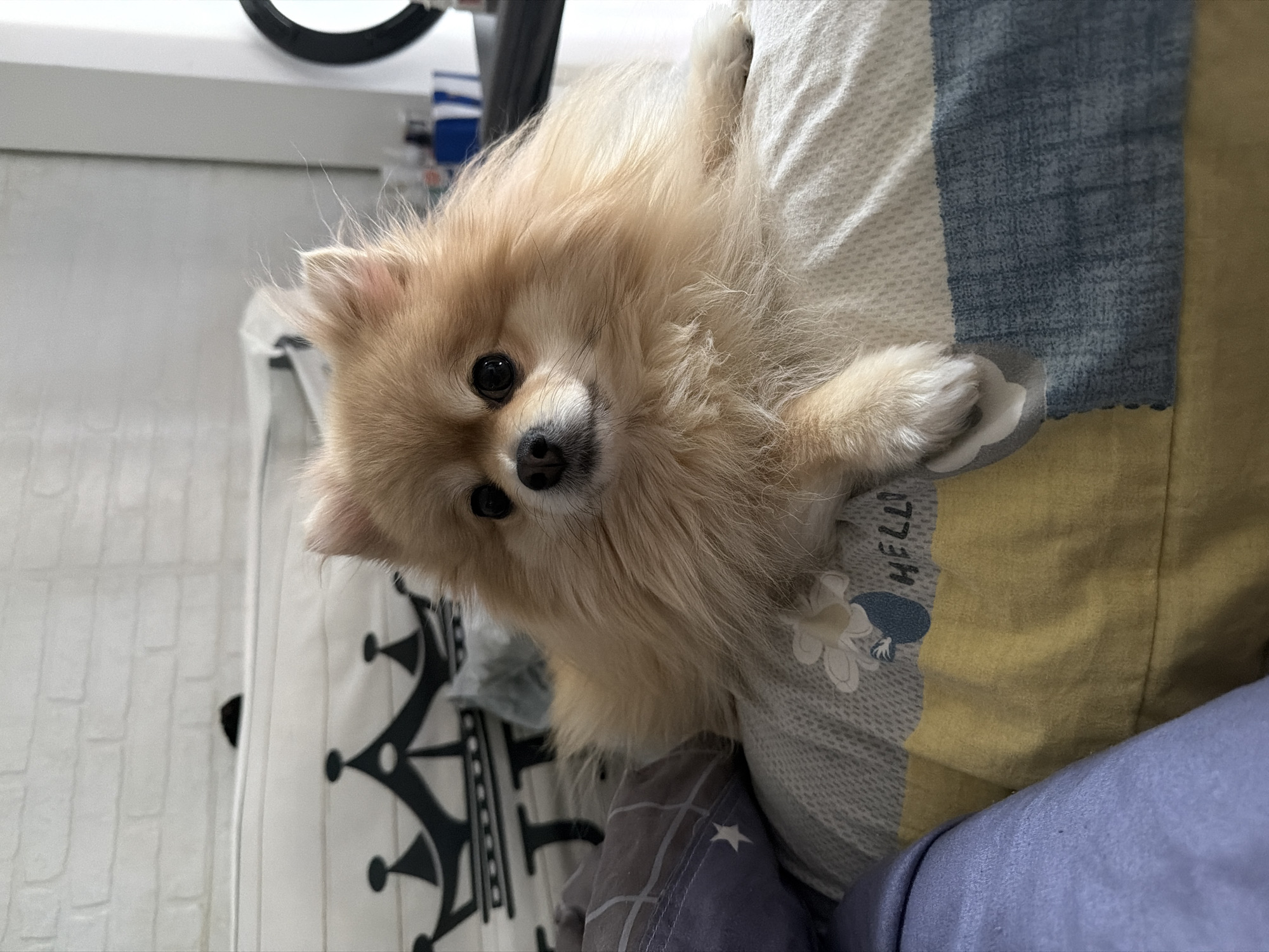A fluffy Pomeranian dog rests on a bed with patterned pillows. The dog, a light tan color, has dark eyes and is facing the camera. The pillows have designs including a crown and the word "HELLO." The background shows a white brick-patterned wall. This image was not taken in Tbilisi, Georgia.
