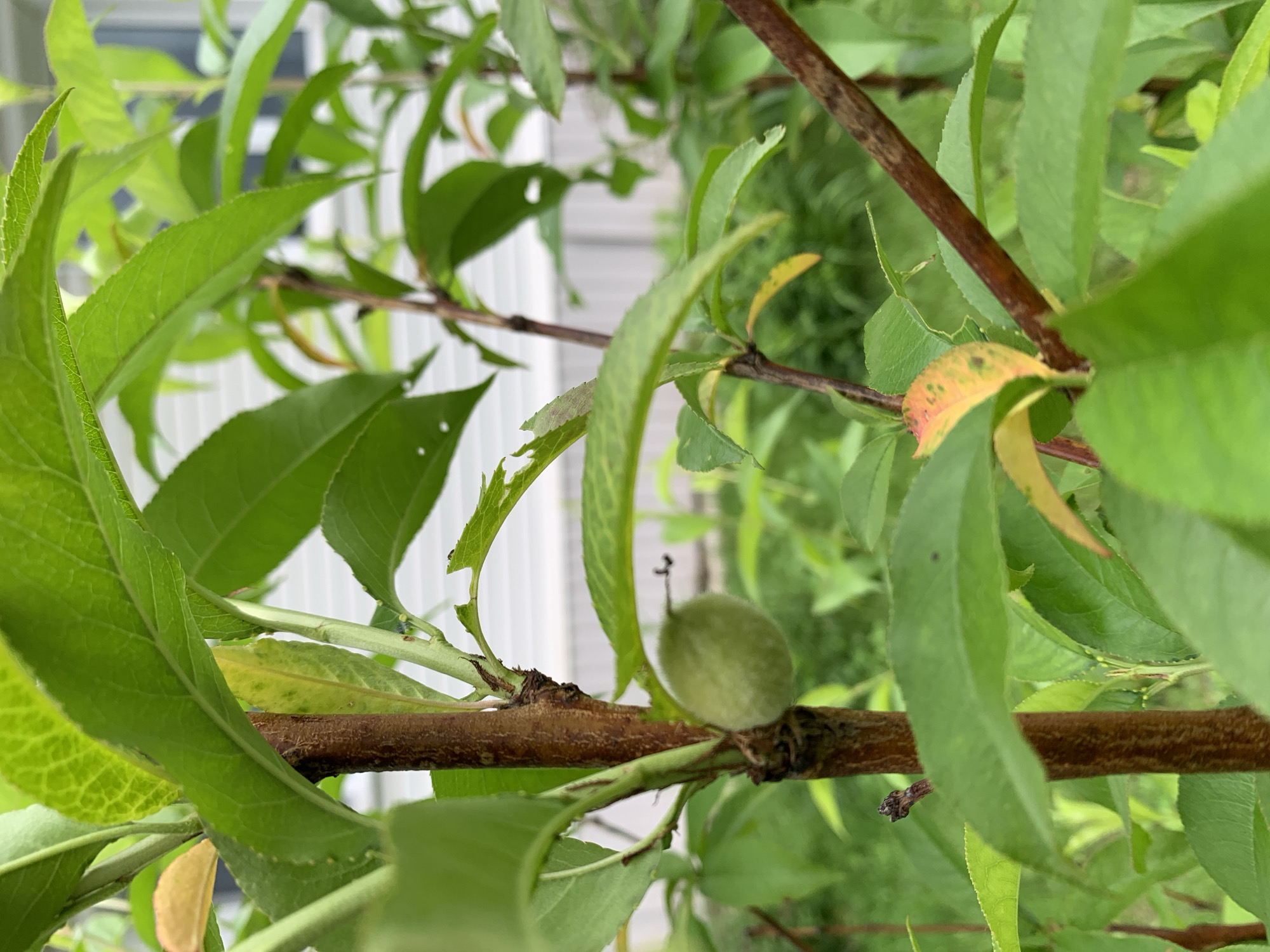 A close-up shot focuses on the branches and leaves of a young fruit tree, possibly a peach tree, with a small, fuzzy green fruit visible on a branch. The tree is situated outdoors, with a blurred background indicating a residential area with a white building. The scene appears to be in Kavalerovo, Russia, where young fruit trees might be cultivated in residential gardens.