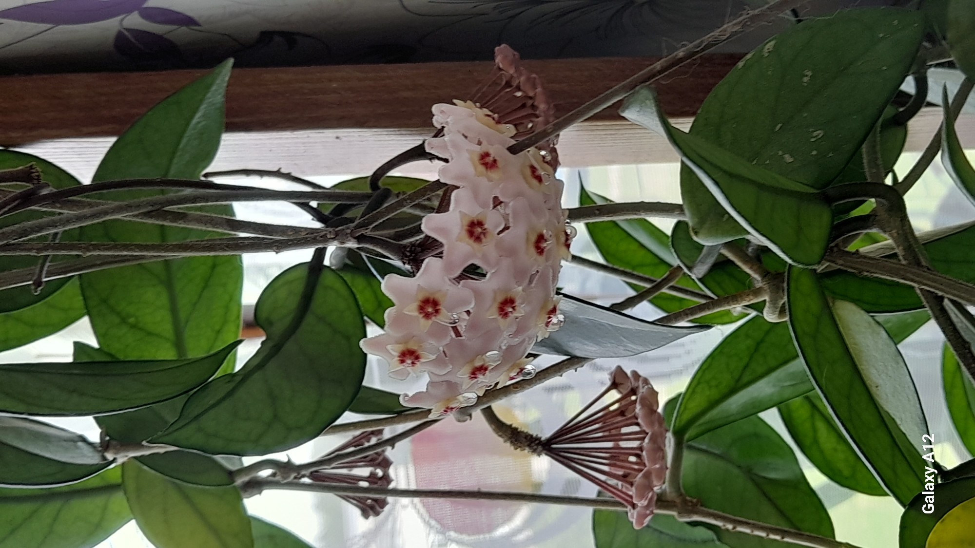 A close-up, indoor shot captures a cluster of light pink, star-shaped Hoya flowers with red centers, glistening with water droplets. The flowers are suspended from a vine with dark green, glossy leaves and thin, woody stems. To the left, a cluster of unopened pink Hoya buds hangs downward. The background is softly blurred, showing a window with a patterned curtain and a wooden frame. The bottom left corner of the image displays "Galaxy A12" in white text. The scene appears to be a domestic setting, possibly a home or greenhouse, and no specific city or location like Марковский, Russia can be identified from the visual information provided.