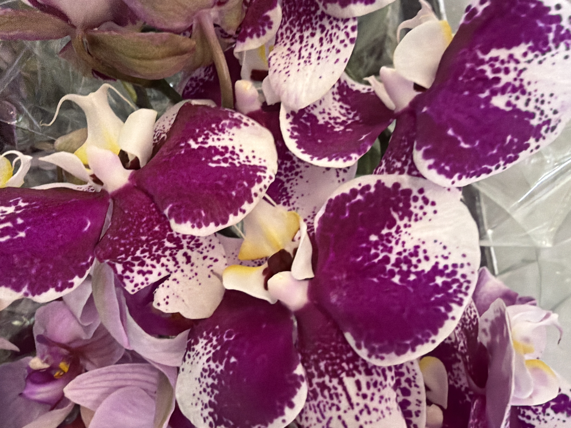 A close-up, overhead shot captures a cluster of vibrant purple and white orchids, their delicate petals speckled with darker purple markings. The orchids are arranged tightly together, some overlapping, creating a rich tapestry of color and texture. In the background, a clear plastic wrap is visible, suggesting the flowers are part of a bouquet or arrangement. The lighting is soft, highlighting the velvety texture of the petals and the intricate patterns within each bloom. The overall impression is one of natural beauty and floral artistry.