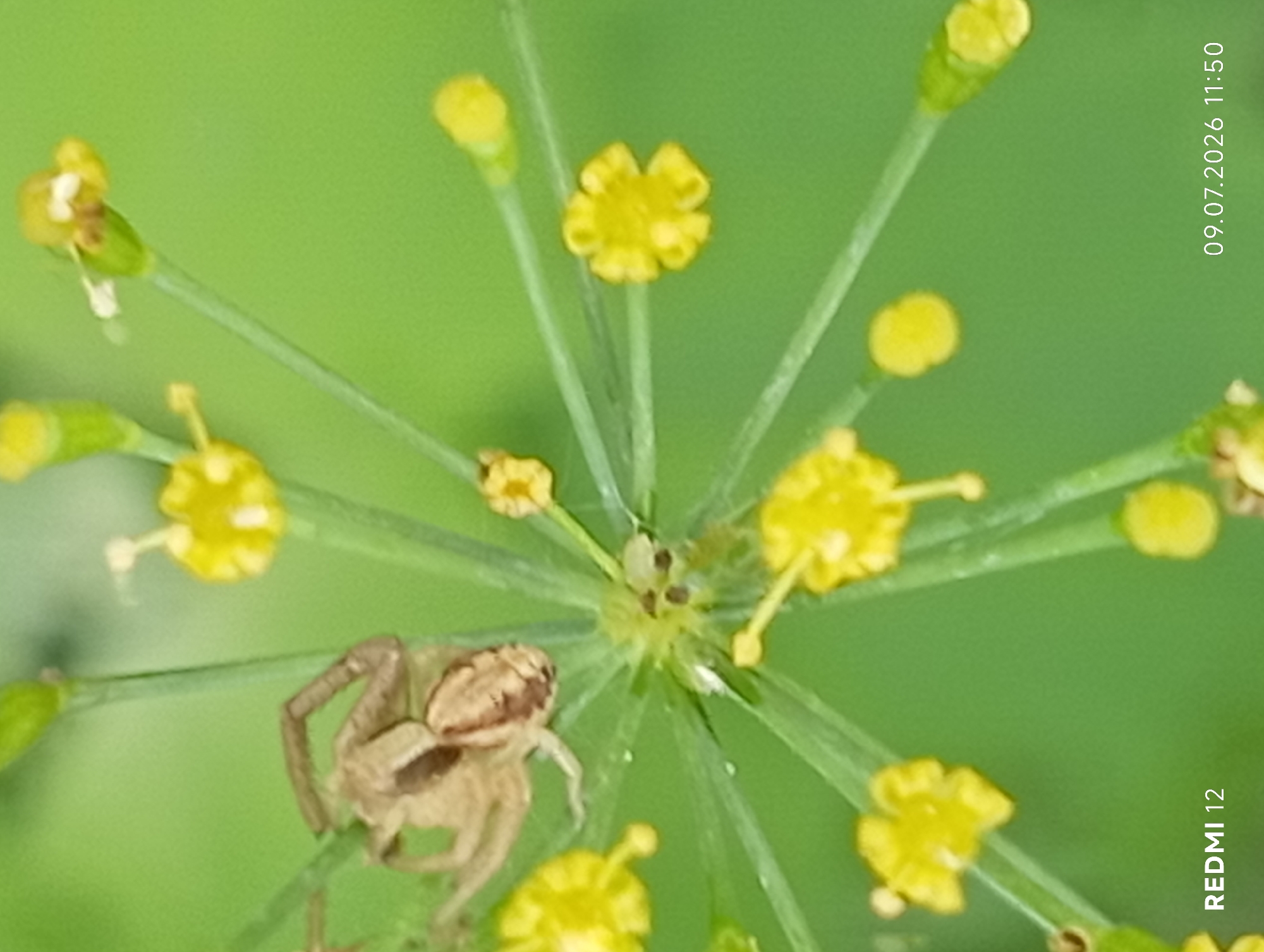 A close-up, high-angle shot shows a light brown crab spider perched on a green plant with small yellow flowers. The spider is positioned to the left of the frame, with its body slightly curled and legs spread. The plant has multiple thin green stems radiating from a central point, each ending in either a yellow flower or a green bud. The background is a soft, out-of-focus green, suggesting foliage. The bottom right corner of the image displays a timestamp: "09.07.2026 11:50", and "REDMI 12". The image was captured in Smila, Ukraine.