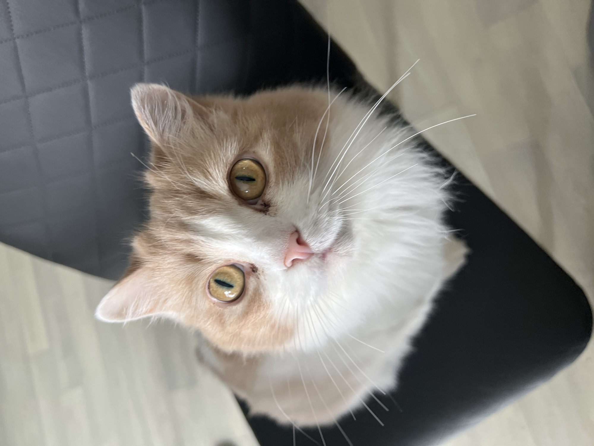 A cat with predominantly white fur and patches of light orange fur is looking up at the camera. Its eyes are a yellowish-green color. The cat is sitting on a black chair. The background includes a gray quilted surface and light-colored flooring. No information is available regarding Tyumen, Russia.