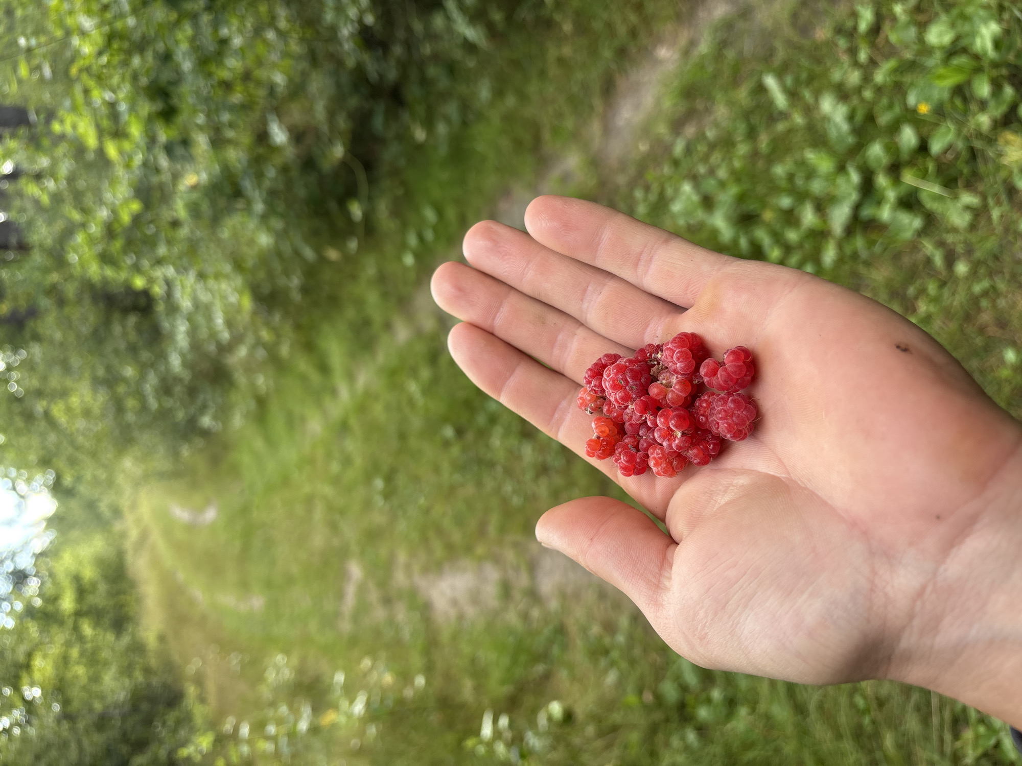 A close-up shot shows a person's open palm holding a cluster of ripe red raspberries. The hand is positioned in the foreground, with the raspberries clustered in the center of the palm. The background is a blurred, natural scene of a dirt path winding through a grassy, wooded area, consistent with a rural location like Трасцінскі сельскі Савет, Belarus. The lighting suggests an outdoor setting, likely during the daytime.