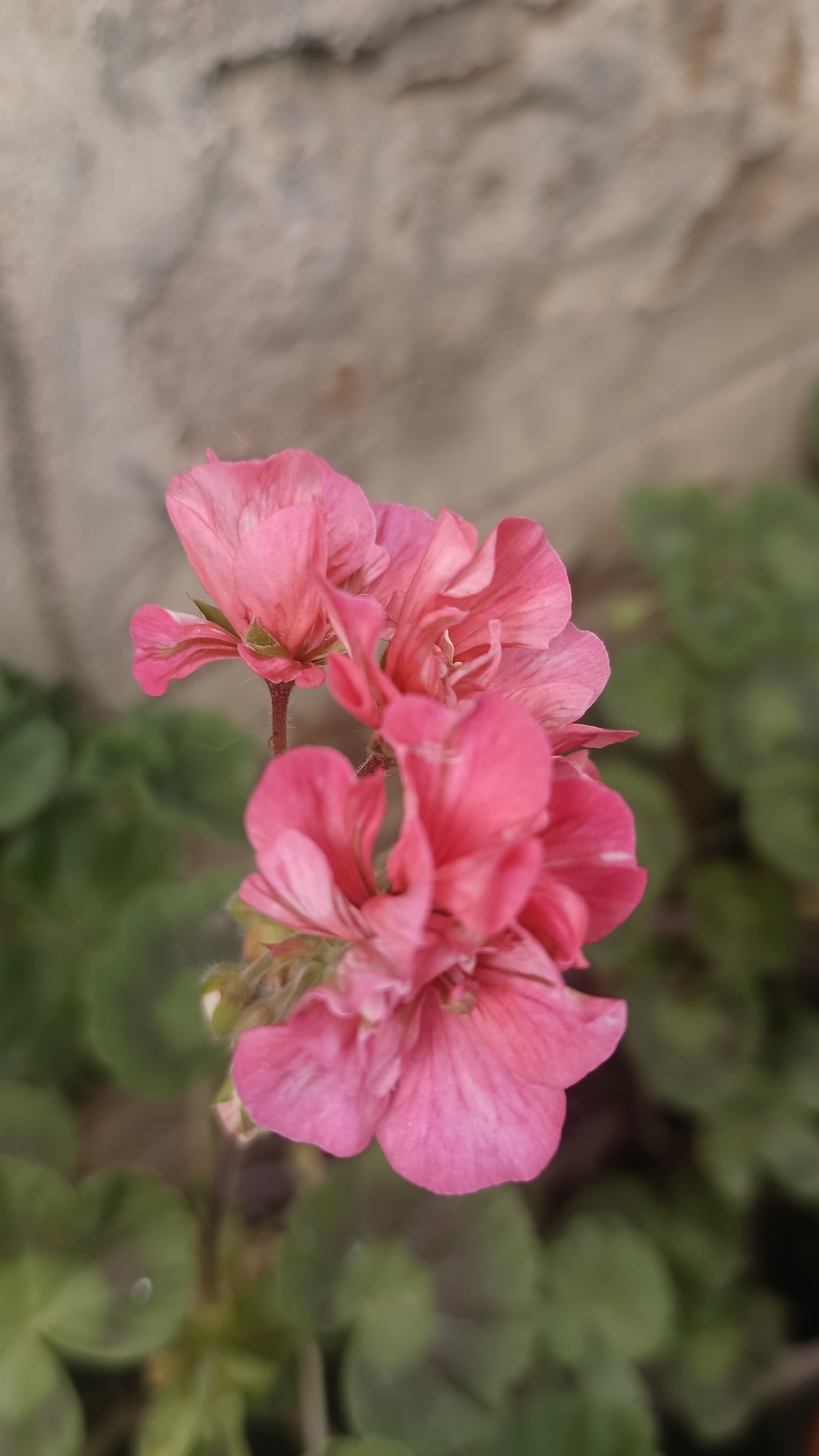 A close-up shot depicts a cluster of pink geranium flowers in Muzga, Bulgaria. The flowers are the primary focus, exhibiting a soft, textured appearance with visible veins on the petals. The backdrop consists of a weathered stone wall and green foliage, creating a natural setting. The image captures the details of the flower's structure, including the stems and buds, with a shallow depth of field that blurs the background.