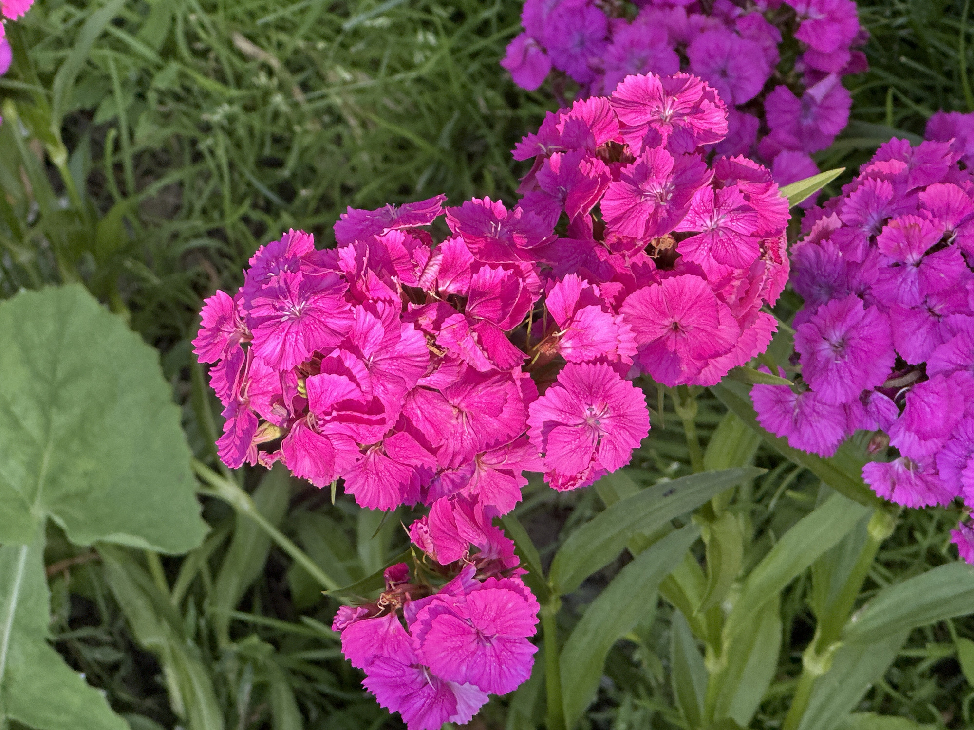 A close-up, overhead shot shows bright pink dianthus flowers clustered together. The flowers have many delicate petals with serrated edges and are in various stages of bloom. The background is a blur of green grass and some larger green leaves, suggesting an outdoor garden setting. The image is taken in Unknown, Unknown.