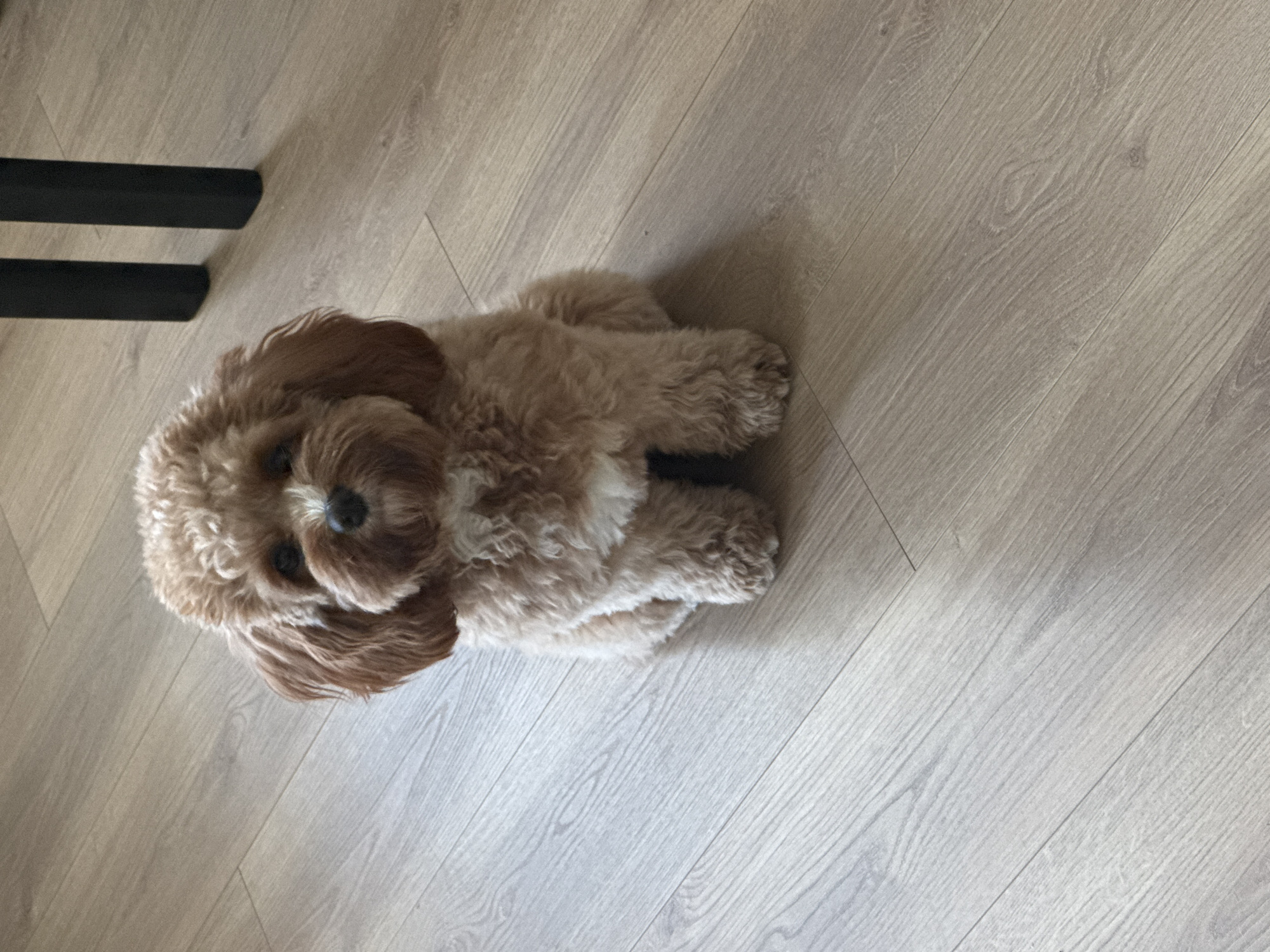 A tan-colored Cockapoo dog is lying on a light brown wood floor. The dog is facing the camera, with its head positioned in the lower left quadrant. A portion of a black metal object, potentially a chair leg, is visible in the upper left quadrant. The environment appears to be an indoor space with wood flooring. No people are visible. There is no indication of the location being in Burgas, Bulgaria.