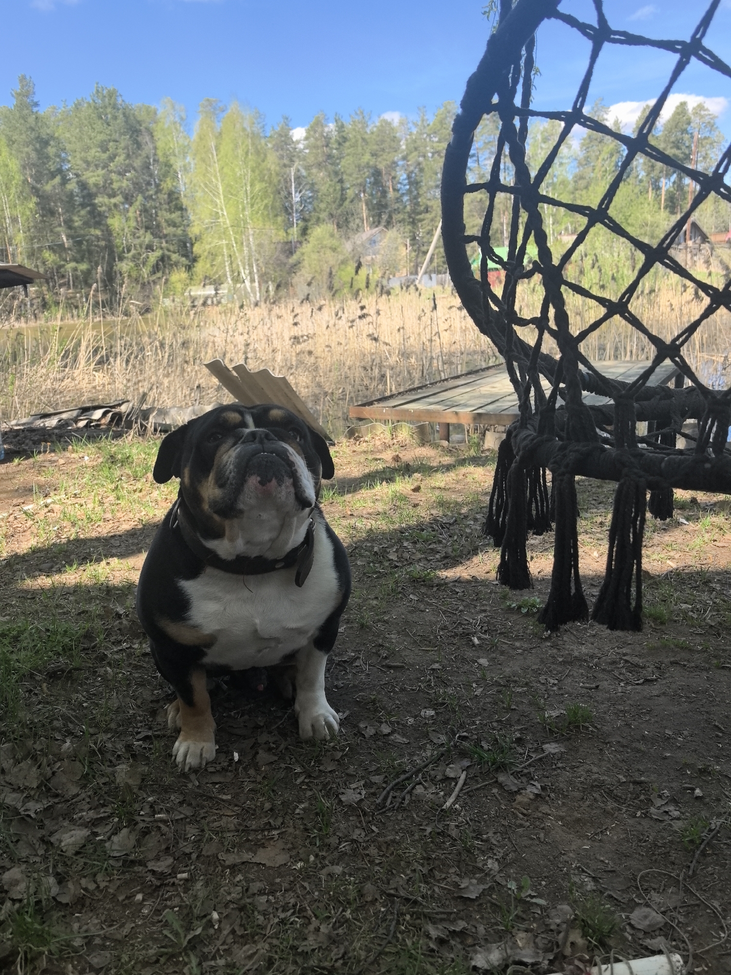 A black, white, and tan bulldog sits on the ground near a hanging macrame chair. The ground is covered in dirt, dead leaves, and scattered patches of grass. In the background, beyond the chair, lies a body of water fringed with tall grass and trees. Metal sheets are laying on the shore. The environment suggests an outdoor setting in a rural area. The exact location within Noviy, Russia cannot be determined. No people are visible.