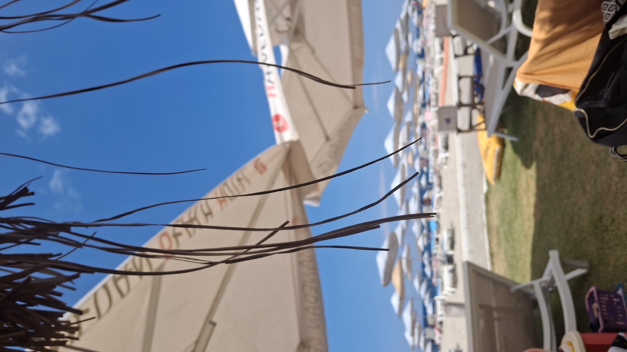This image captures a sunny day at a beach in Foça, Turkey. The foreground is dominated by drooping palm fronds casting shadows and obscuring the view. Behind the fronds, two large, cream-colored beach umbrellas are visible, one slightly to the left and another to the right, with some text and a red logo on them. Beyond these, a multitude of smaller, uniformly spaced beach umbrellas in white and yellow stretch across the sandy beach, punctuated by rows of empty white sun loungers. The beach appears to be located in a resort area. The sea is visible in the distance as a thin blue line, and the sky is a clear, bright blue with a few wisps of white clouds. The overall impression is one of a well-equipped, idyllic beach ready for visitors, with the natural element of the palm fronds adding a touch of tropical ambience.