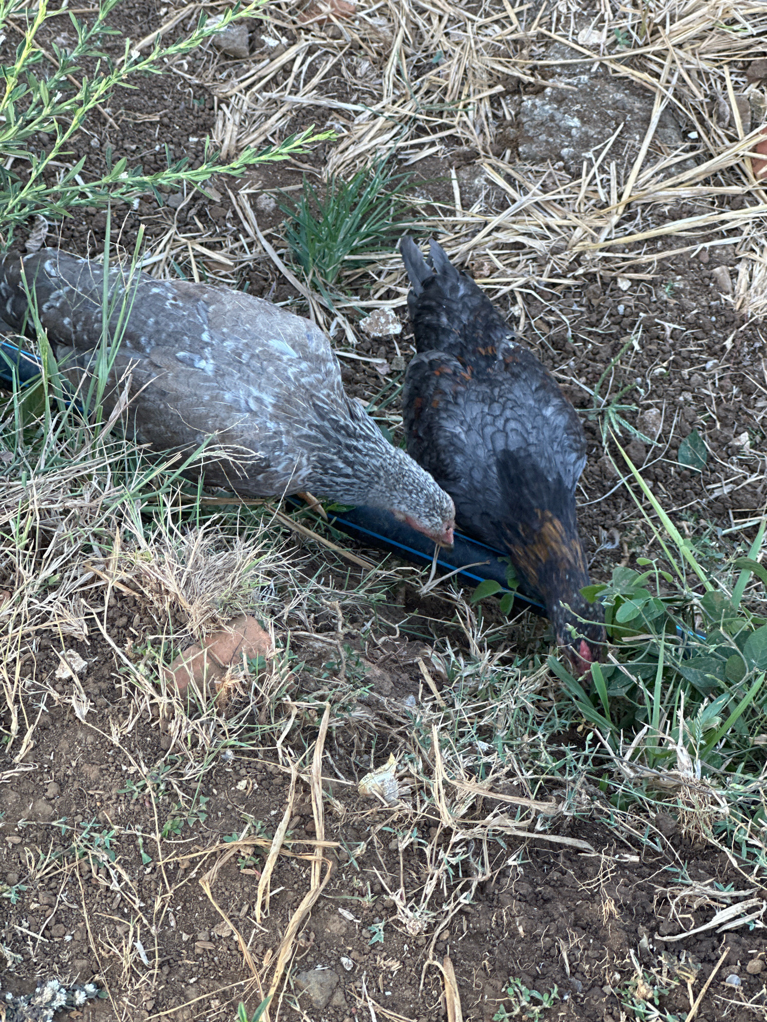 Two chickens are on the ground, pecking at the grass. One chicken is predominantly gray with some white speckling. The other chicken is mostly black with iridescent blue and copper-colored feathers, particularly on its neck and chest. They are near a black tube, possibly a hose or irrigation pipe, that runs through the dirt and dry grass. The ground is composed of dark soil, interspersed with dry straw and small green plants. A broken piece of reddish-brown brick is visible in the lower left quadrant of the image. The overall scene suggests an outdoor environment, potentially a backyard or a rural area, on a day with natural lighting. The location is specified as Margamulya, Indonesia.