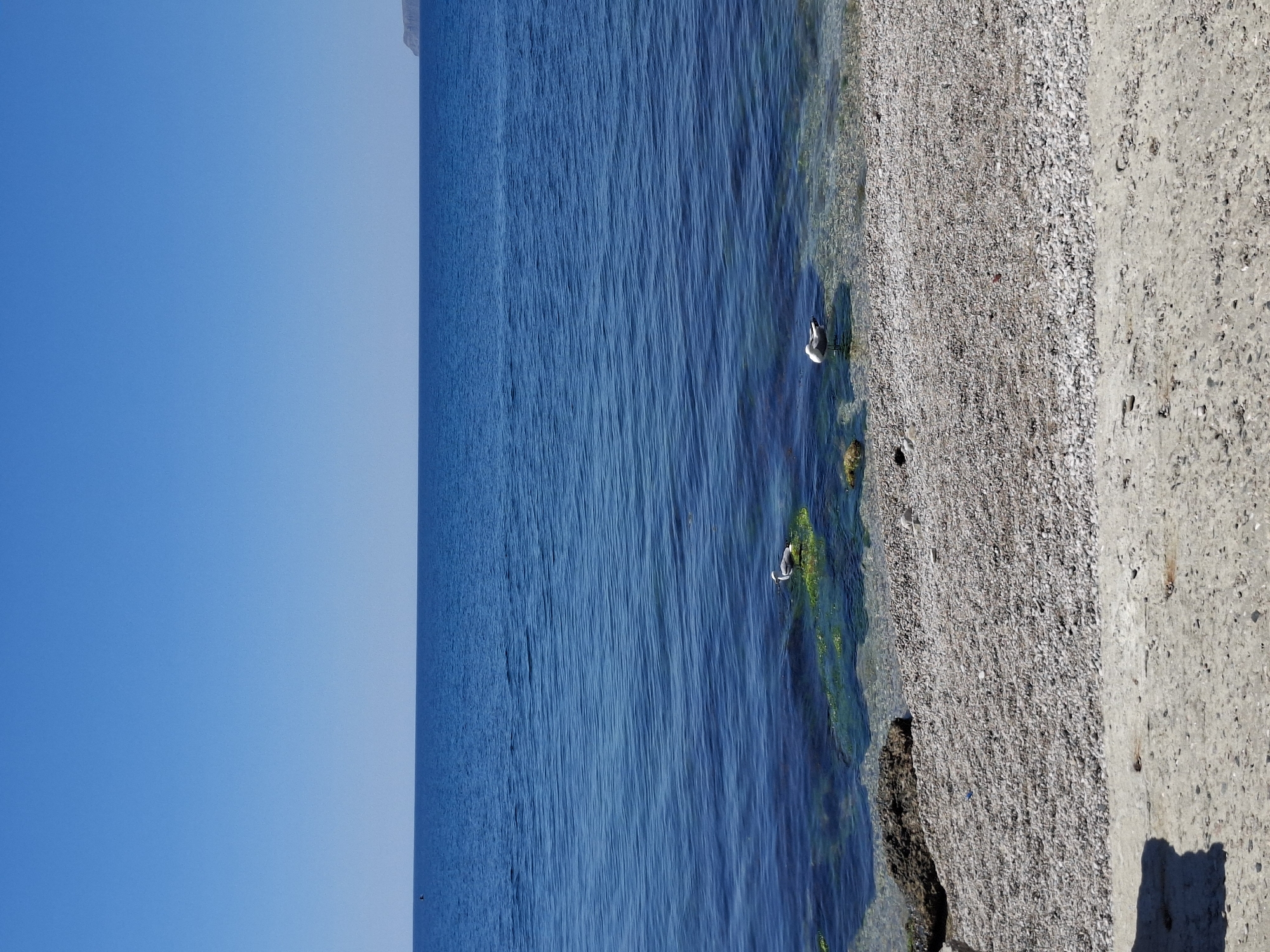This media file shows a tranquil scene of a rocky shoreline meeting a calm, deep blue sea under a clear blue sky. The image is oriented vertically, with the sky occupying the left portion of the frame and the sea and shoreline on the right. Two seagulls are visible near the water's edge. One is standing on the pebbled shore, partially in the water, while another is a bit further out in the sea.
The shoreline is composed of smooth, light-colored pebbles interspersed with darker rocks and patches of green algae. A concrete embankment forms the far right edge of the scene, casting a distinct shadow. The water is clear enough to see the rocky bottom and the algae in the shallows. The waves are gentle, creating subtle ripples on the surface.
The bright blue sky suggests a sunny day, likely late morning or early afternoon given the quality of light and the shadows. The overall atmosphere is one of peacefulness and natural beauty. There is no visible text in the image. The setting is a coastal area, potentially a beach or a harbor with a breakwater, given the presence of the concrete structure. The location context provided is Щебетовский поселковый совет, Ukraine, suggesting this is a view of the Black Sea coast.