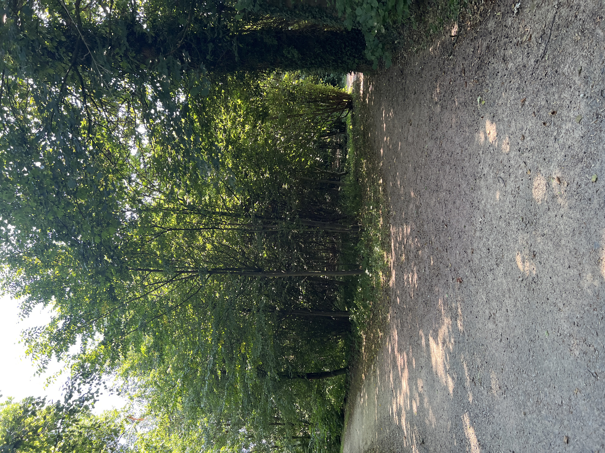The image shows a fork in a gravel path in a wooded area. The path is surrounded by dense green foliage and trees, with dappled sunlight filtering through the leaves. The left path curves away to the left, while the right path continues straight ahead. The ground is covered with small stones and fallen leaves. The scene appears to be a natural park or forest, with no signs of urban development or human activity. The lighting suggests it is daytime, possibly late morning or early afternoon.