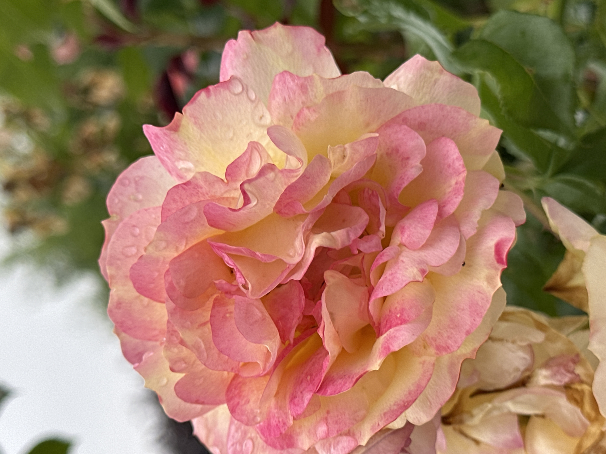 A close-up, vertical, eye-level shot captures a fully bloomed rose with petals exhibiting a gradient from pale yellow at the center to vibrant pink at the edges. The petals are layered and ruffled, with some showcasing small water droplets, suggesting recent rainfall. The background is softly blurred, with green foliage and hints of other out-of-focus flowers, indicating an outdoor garden setting. The scene is devoid of human presence. The location is the rose garden at Schützenpark in Krefeld, Germany.