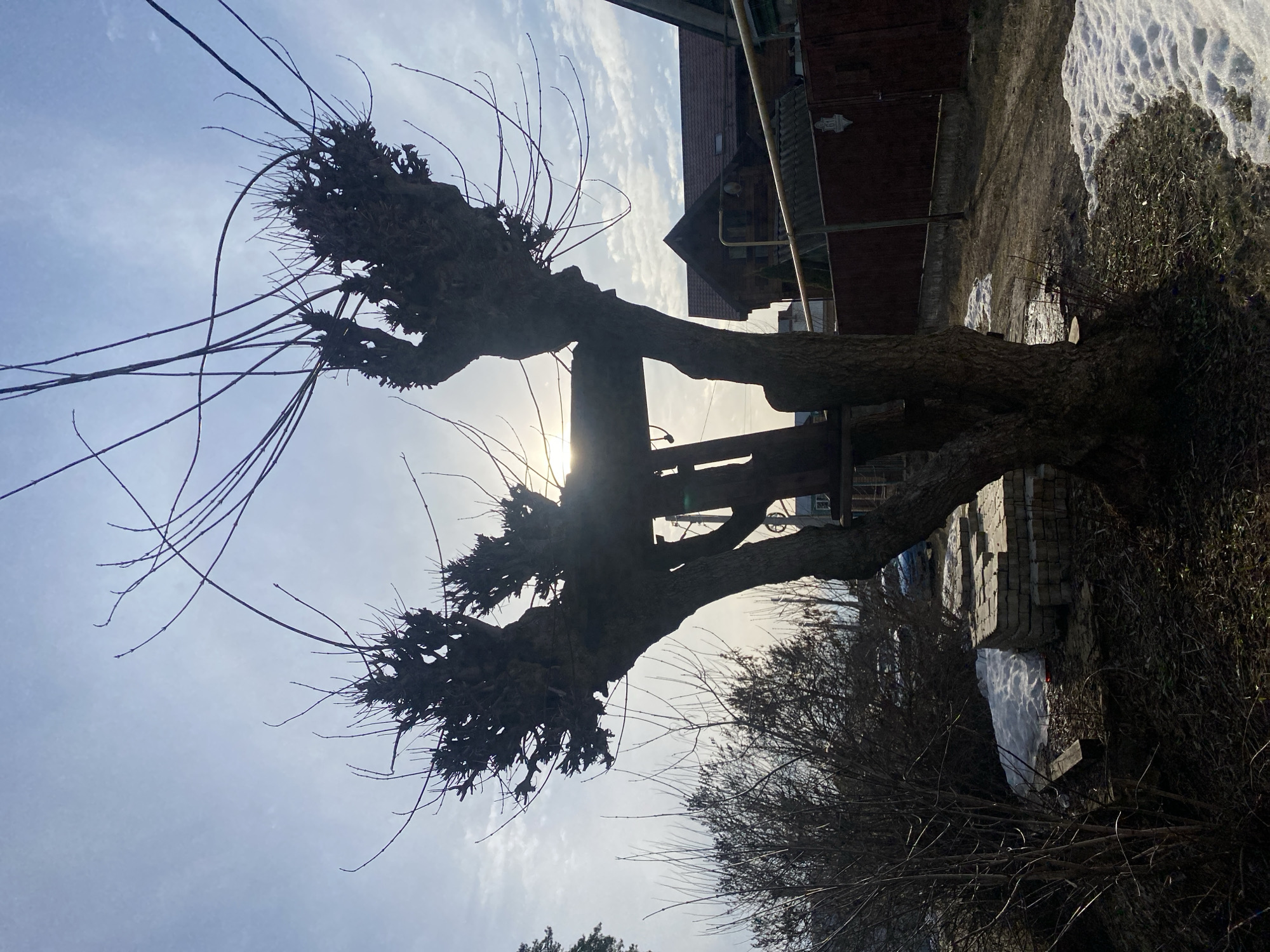 A low-angle shot of a pollarded tree with bare branches against a backdrop of a light blue, slightly cloudy sky. The sun shines directly behind the tree trunk, creating a silhouette effect. To the right of the tree, a brick building is partially visible, with snow on the ground adjacent to it. A smaller, leafless tree stands beside the brick structure. The overall impression is a late winter or early spring scene. The image was taken in Kazan, Russia.