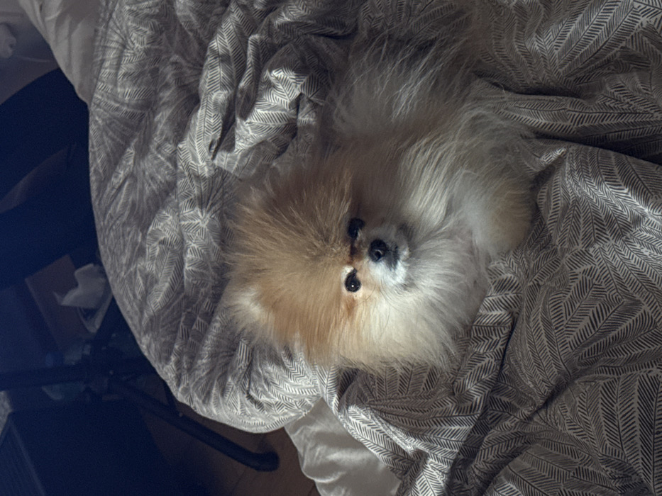 A light brown and cream-colored Pomeranian dog is depicted in a medium shot, lying on a bed partially covered by a patterned duvet. The dog is positioned centrally, facing directly towards the camera with a neutral expression. Its fur is voluminous, obscuring its ears, with dark, round eyes and a small, dark nose visible. The duvet features a repeating pattern of dark, stylized arrow or leaf motifs on a light grey or beige background. A white sheet or pillowcase is visible underneath the duvet on the left side of the frame. In the blurred background, to the left, a dark-colored stand or piece of furniture is visible, and further back, a light-colored object, possibly a tissue box, rests on a surface. The scene is illuminated by ambient light, creating soft shadows and highlights on the dog's fur and the bedding, indicating an indoor setting in Warsaw, Poland.