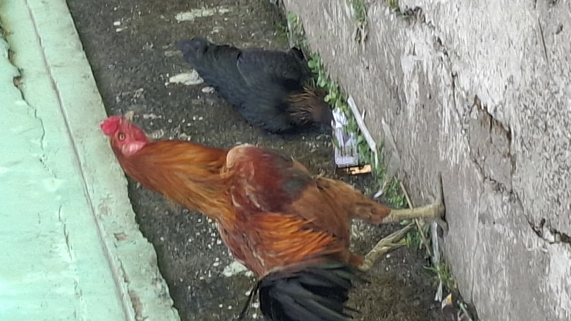 Two chickens are standing on a cracked concrete surface in front of a textured, light green wall. The chicken on the left is a rooster with reddish-brown and black plumage, a red comb, and yellow legs. The rooster is facing towards the right, with its body angled slightly away from the viewer. To the right of the rooster, a black chicken is partially visible, facing downwards and pecking at the ground. The ground is littered with some debris, including what appears to be paper and green vegetation. The scene appears to be an outdoor urban or rural environment in Cilaku, Indonesia.