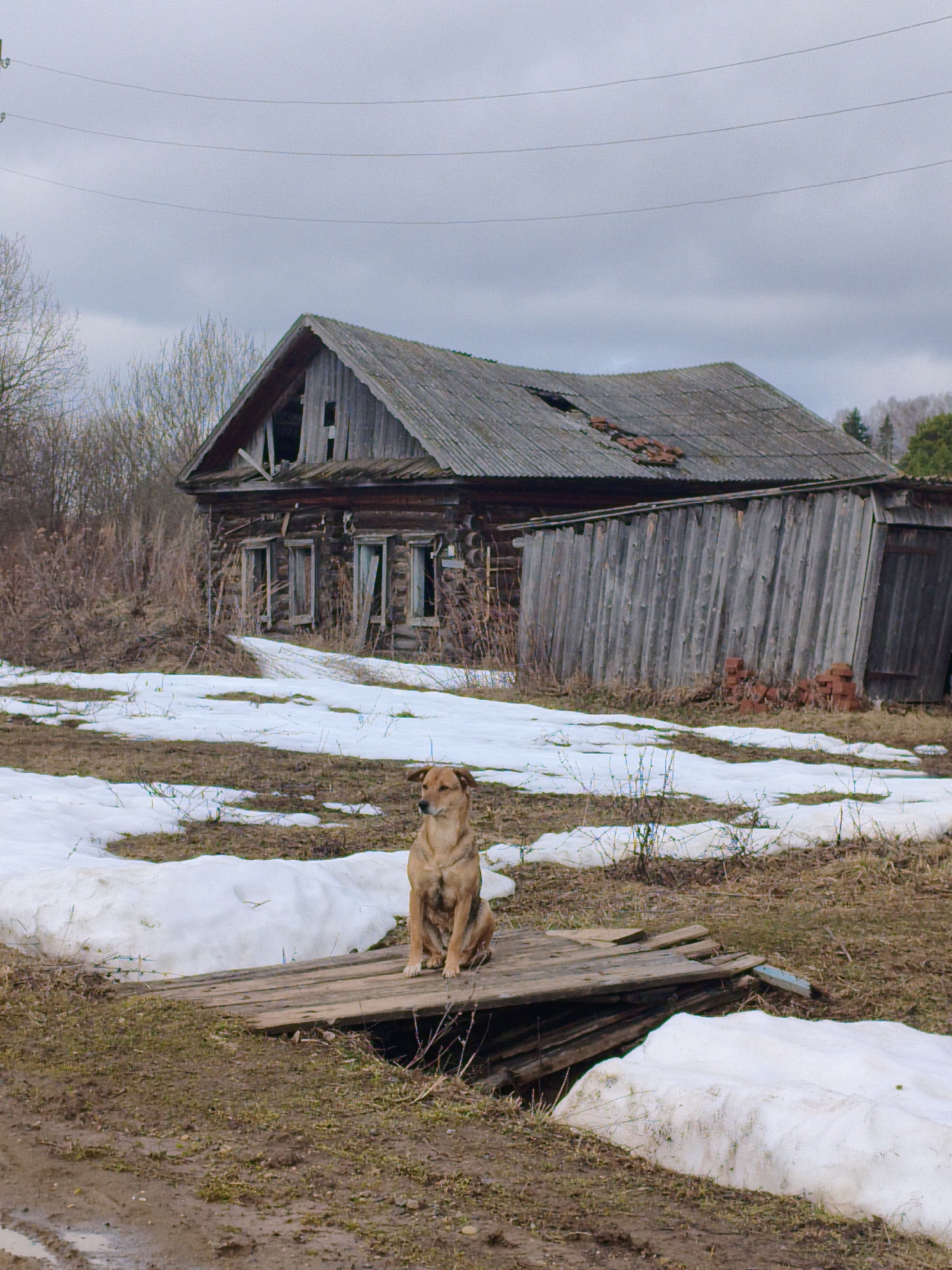 A dog sits on a dilapidated wooden bridge in front of a derelict wooden building, likely in a rural area. Patches of snow cover the ground. The sky is overcast. There are no people visible. The exact location within the city of Marakushi, Russia, cannot be determined from the image.
