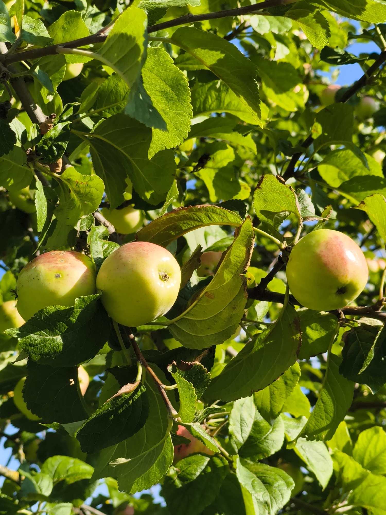 The image shows a close-up view of an apple tree branch laden with several unripe apples and lush green leaves. The apples are predominantly pale green with hints of pink blush on their sun-exposed sides. The leaves are vibrant and healthy, with some casting shadows on others due to the bright sunlight. The sky is visible in the background, appearing clear and blue. The scene is typical of an orchard or a garden setting, suggesting a natural environment. No specific landmarks or indications place this scene within the city of Tallinn, Estonia; it is a generic depiction of an apple tree.