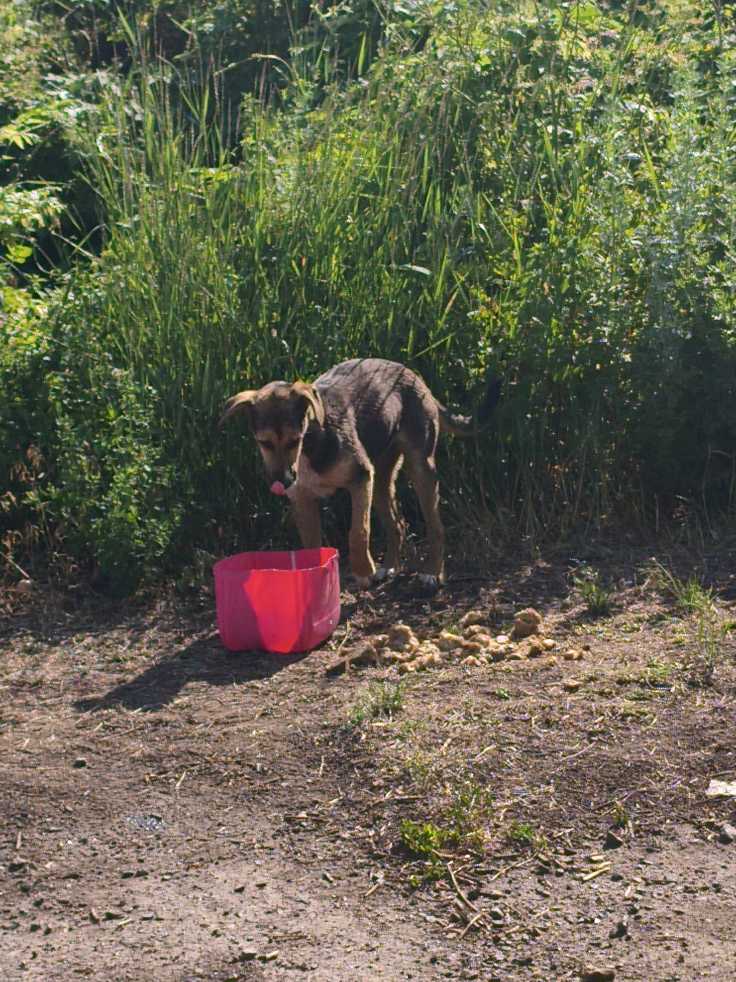 In Psilske, Ukraine, a medium-sized, short-haired dog with brown and black fur is standing near a bright pink plastic basin on a dirt path. The dog's tongue is extended, appearing to lick something or drink from the basin, which is positioned in front of it. The basin is partially filled with a light-colored substance, possibly food or water. Scattered on the ground around the basin are several small piles of what appear to be dry food pellets or kibble. Behind the dog and basin, a dense area of tall, green grass and foliage creates a natural backdrop. The ground is covered with dirt, small stones, and sparse vegetation, suggesting an outdoor, possibly rural or semi-urban, setting. The lighting indicates it is daytime, with sunlight casting shadows on the ground.