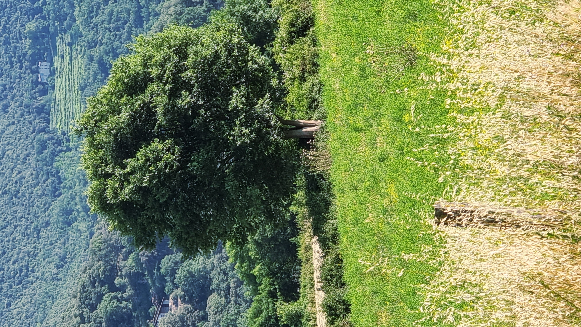 This is a landscape photograph taken in the municipality of Sant Joan les Fonts, Spain. The foreground is dominated by a field of tall, golden-brown grass, with a weathered wooden post visible in the lower left quadrant. Behind this, a vibrant green field stretches across the frame, leading to a large, lush green tree with a thick trunk and a full canopy. In the background, a densely forested hillside rises, with patches of houses and terraced fields visible further up the slope. The overall scene depicts a rural, natural environment on a sunny day.