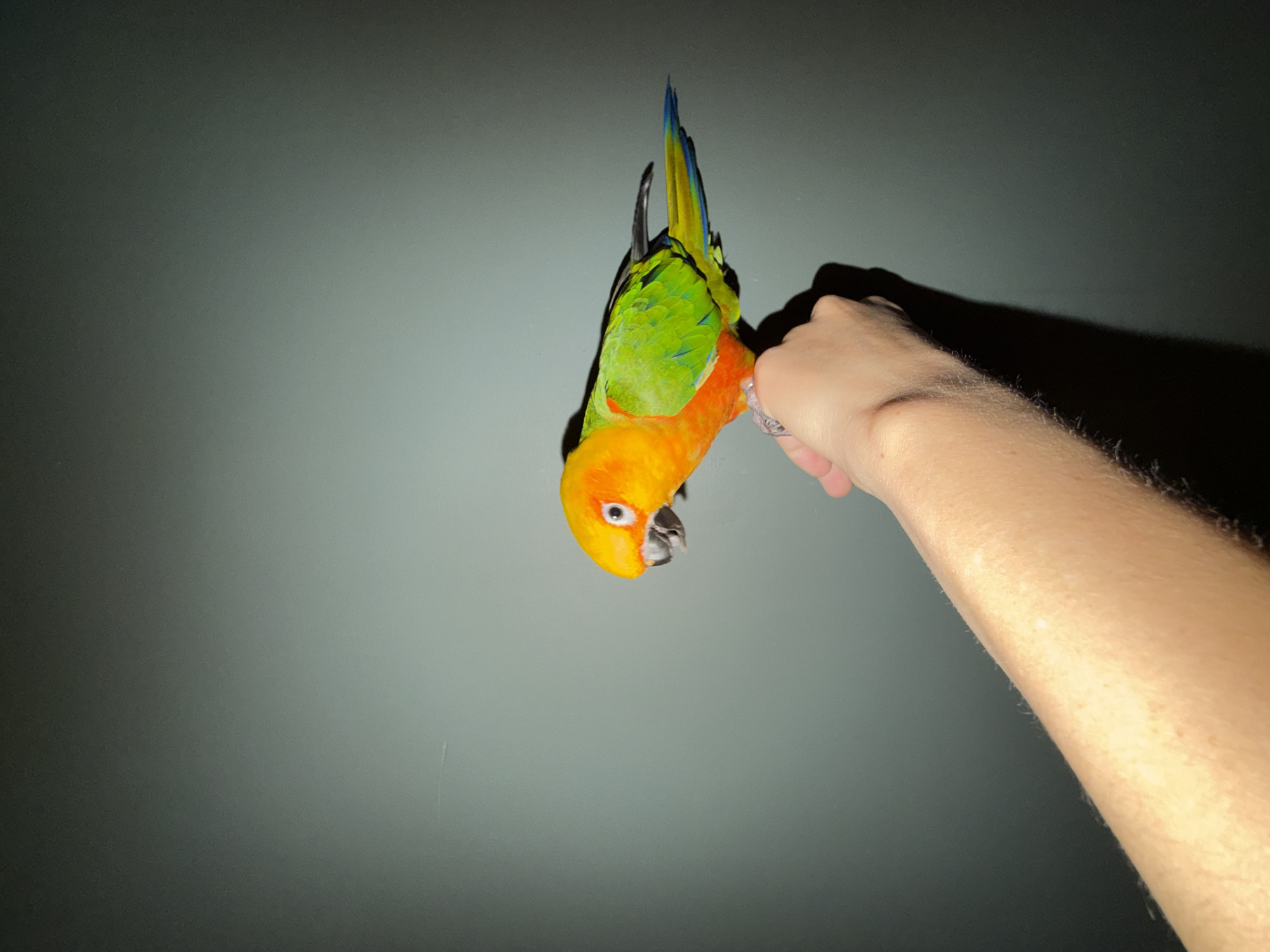A human hand is holding a colorful parrot upside down against a gray wall. The parrot has yellow, orange, and green feathers, with blue highlights on the tail. The hand is light-skinned and the arm extends out of the frame, casting a shadow on the wall. The location is unspecified and not identifiable as Khimki, Russia.