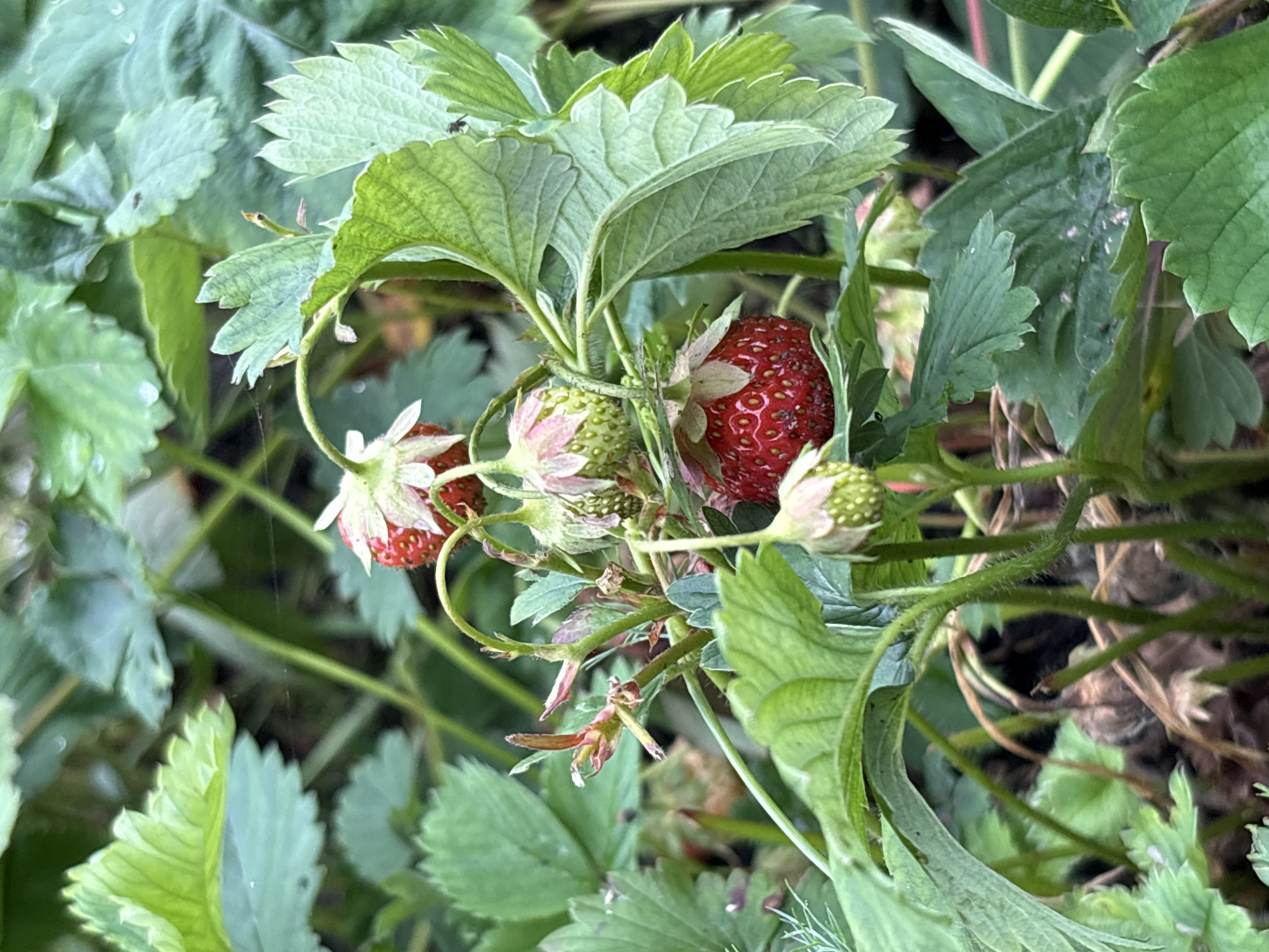 The image shows a close-up view of a strawberry plant with several ripe and unripe strawberries. The strawberries are red and green, with some appearing partially ripe. They are attached to the plant by thin stems. The leaves of the plant are green, serrated, and slightly textured. The background is blurred, suggesting a garden or outdoor setting, with other foliage visible. There are no people or animals depicted in the image. The scene is focused on the natural growth of the strawberries. The image does not contain information that would indicate its location in the city of Ленинградская, Russia.