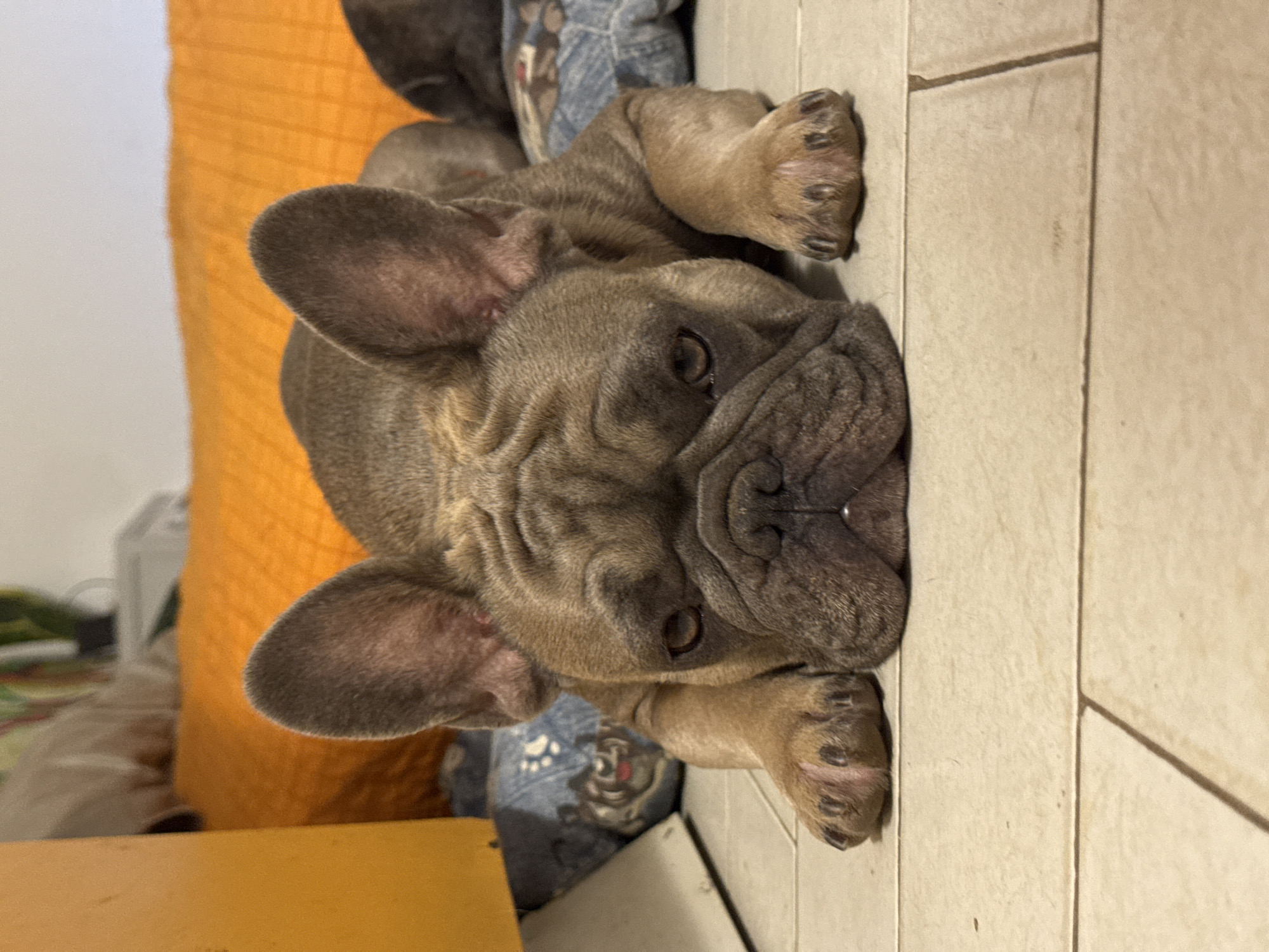 A fawn-colored French bulldog is lying down on a tiled floor, with its head resting on a blue dog bed. The dog has large ears and is looking towards the camera with a tired expression. In the background, an orange-colored cushion is visible, as well as a yellow object on the left side of the image. The scene appears to be indoors, possibly in a home environment. There is no indication of the city of San Benedetto del Tronto, Italy.
