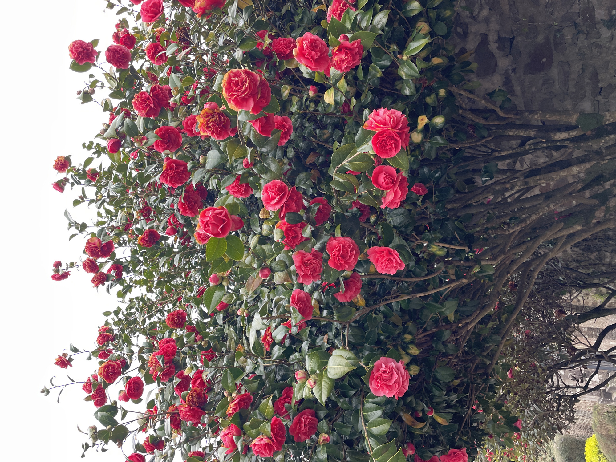 A vibrant camellia bush, laden with red blossoms and glossy green leaves, dominates the frame. The bush appears to be growing in close proximity to a stone wall. The location is Le Moustoir, France, based on information provided.