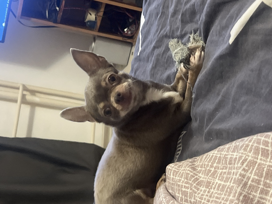 A small, short-haired dog, likely a Chihuahua, is captured in a close-up, horizontal portrait on what appears to be a bed. The dog has greyish-brown fur with some white markings on its chest and neck. Its large, prominent ears are perked up, and its dark, round eyes are fixed directly on the viewer, conveying an inquisitive and charming expression, emphasized by its head tilted slightly to the side.
The dog is positioned on a dark blue or grey duvet or blanket, with its body partly obscured by the bedding. Its front paws are visible, raised and appearing to be playing with or holding onto a crumpled, light-colored fabric object, which could be a toy or part of the bedding. A dark, solid-colored fabric is visible in the lower-left portion of the frame, possibly another blanket or sheet.
The background reveals an indoor setting. Behind the dog, there is a light-colored structure, possibly a bed frame or headboard. Above this, shelves containing various items, including what look like electronic components or household clutter, are visible. A partial view of a screen, possibly a television or monitor, can be seen in the far upper-left corner. In the bottom right corner of the image, a patterned fabric with a light brown and white geometric design is partially visible, suggesting another pillow or blanket on the bed. The lighting suggests an indoor environment, possibly using artificial light, and the overall mood is intimate and focused on the dog's engaging presence.