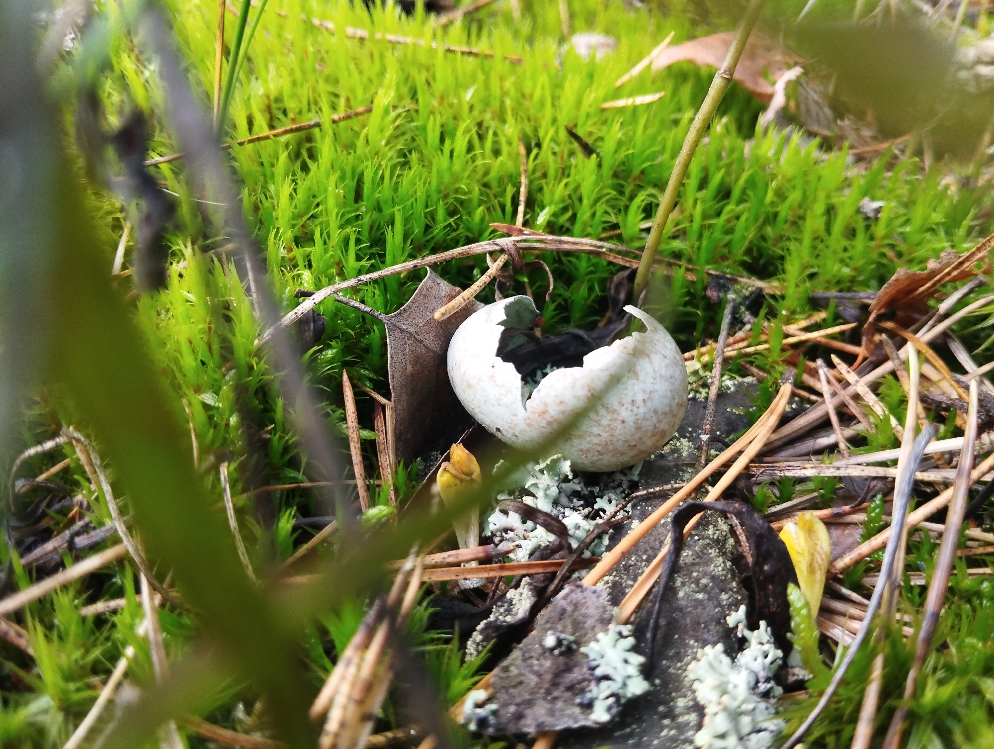 The image shows a close-up view of the forest floor in the Grabavski Village Council, Belarus. In the center of the frame, a cracked, white, oval-shaped object, possibly an eggshell, rests on a dark, textured surface covered with lichen. Surrounding the object is vibrant green moss, pine needles, and dry leaves. A small, yellow, plant-like growth emerges from beneath the eggshell. In the foreground, blurred green stems and branches partially obscure the scene. The lighting suggests an outdoor, natural environment. There are no people or animals visible in the image.