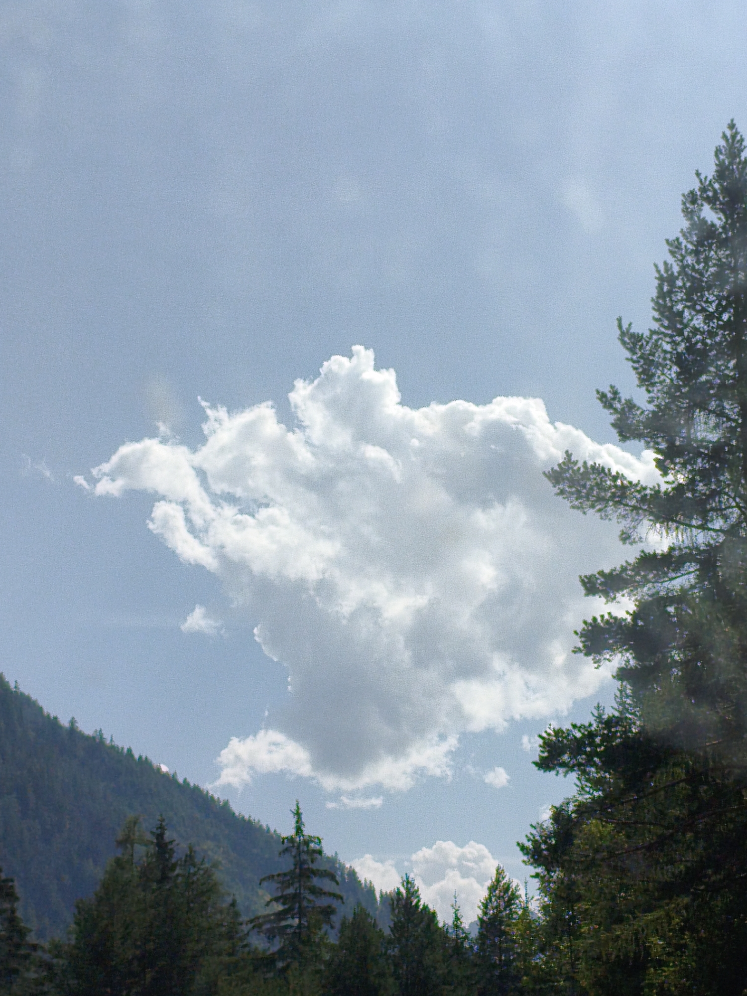 A low-angle shot captures a dramatic sky over a mountainous landscape in Biberwier, Austria. A large, fluffy white cloud dominates the center of the frame against a pale blue sky. To the right, the dark, textured branches of a tall evergreen tree extend from the top edge of the frame downwards, partially obscuring the sky. In the lower left quadrant, a steep, tree-covered mountain slopes downwards. The foreground is filled with a dense forest of evergreen trees. The lighting suggests it is daytime, possibly late morning or early afternoon, with soft sunlight filtering through the clouds. No people or animals are visible in the scene.