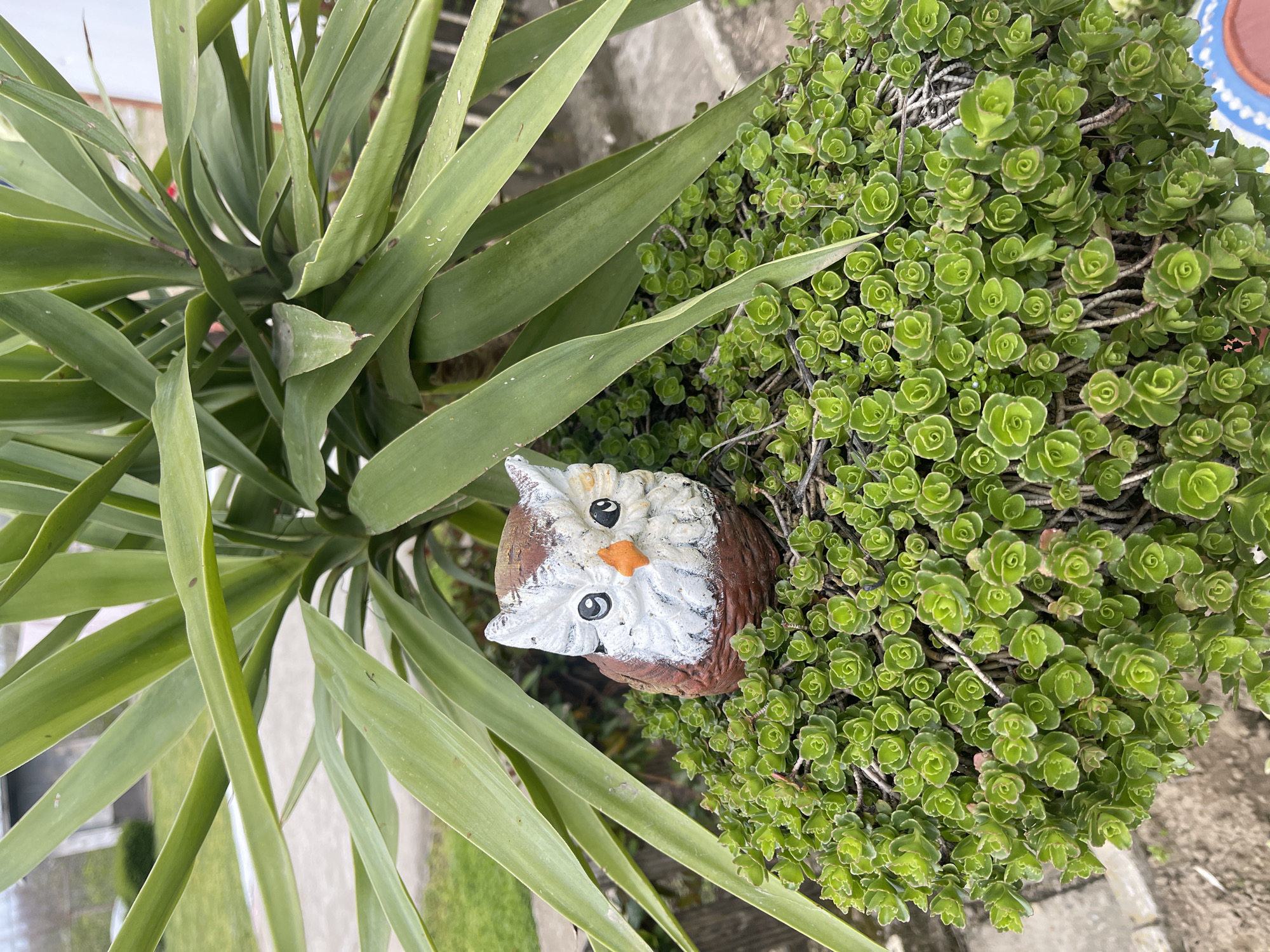 The image shows an outdoor scene. A yucca plant with long, green leaves occupies the left side of the frame. To the right of the yucca, there is a dense, rounded shrub with small, rosette-shaped green leaves. Nestled between the yucca and the shrub is a decorative, ceramic owl figurine. The owl has a brown head, white face, and orange beak, with painted black and white eyes. The background is blurred and provides little context.