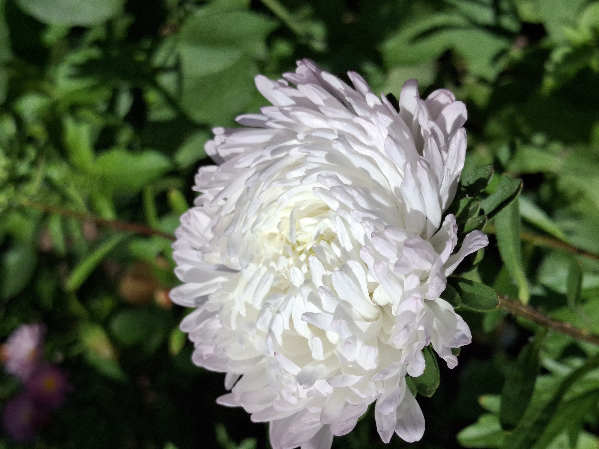 This is a close-up, vertically oriented, eye-level photograph of a white aster flower in bloom. The flower's petals are tightly packed and layered, creating a voluminous, spherical shape. The outer petals are a soft white with hints of pale pink at the tips, while the inner petals transition to a creamy yellow at the center. The flower is positioned in the lower left quadrant of the frame, dominating the foreground. The background is a blur of green foliage, indicating an outdoor setting, likely a garden or park. Some out-of-focus purple flowers are visible in the upper left background. The lighting suggests it is daytime, with sunlight illuminating the flower and casting shadows on the petals and foliage. The image does not contain any people, actions, or interactions. The scene depicts a natural, floral subject in an environment consistent with a garden in Chaikovsky, Russia, though its specific location within the city cannot be determined from the image alone.