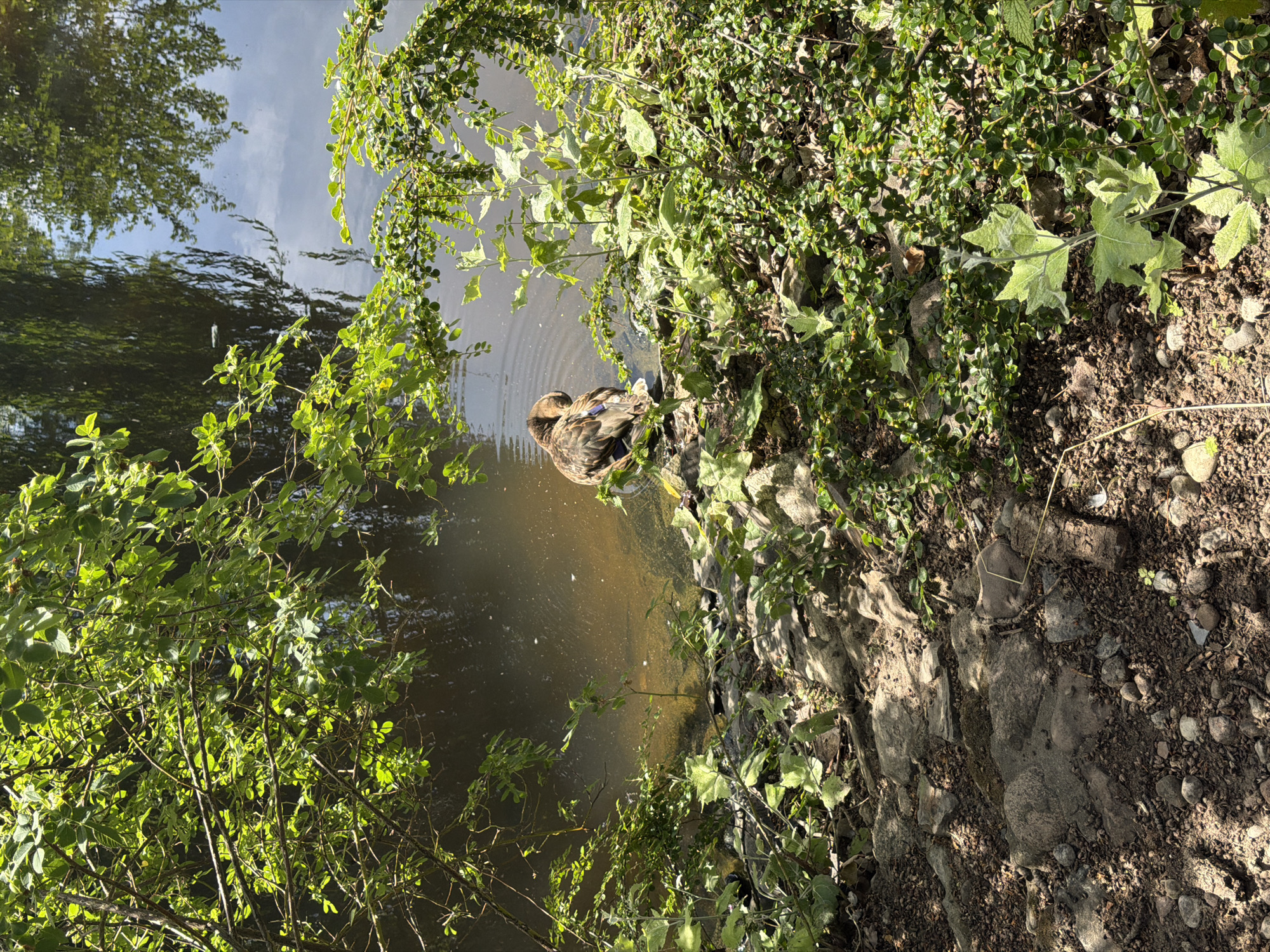 A duck is preening itself on the edge of a body of water. The duck is brown and iridescent. It is surrounded by green foliage and rocks. The water reflects the surrounding trees and sky. The lighting suggests it is daytime.