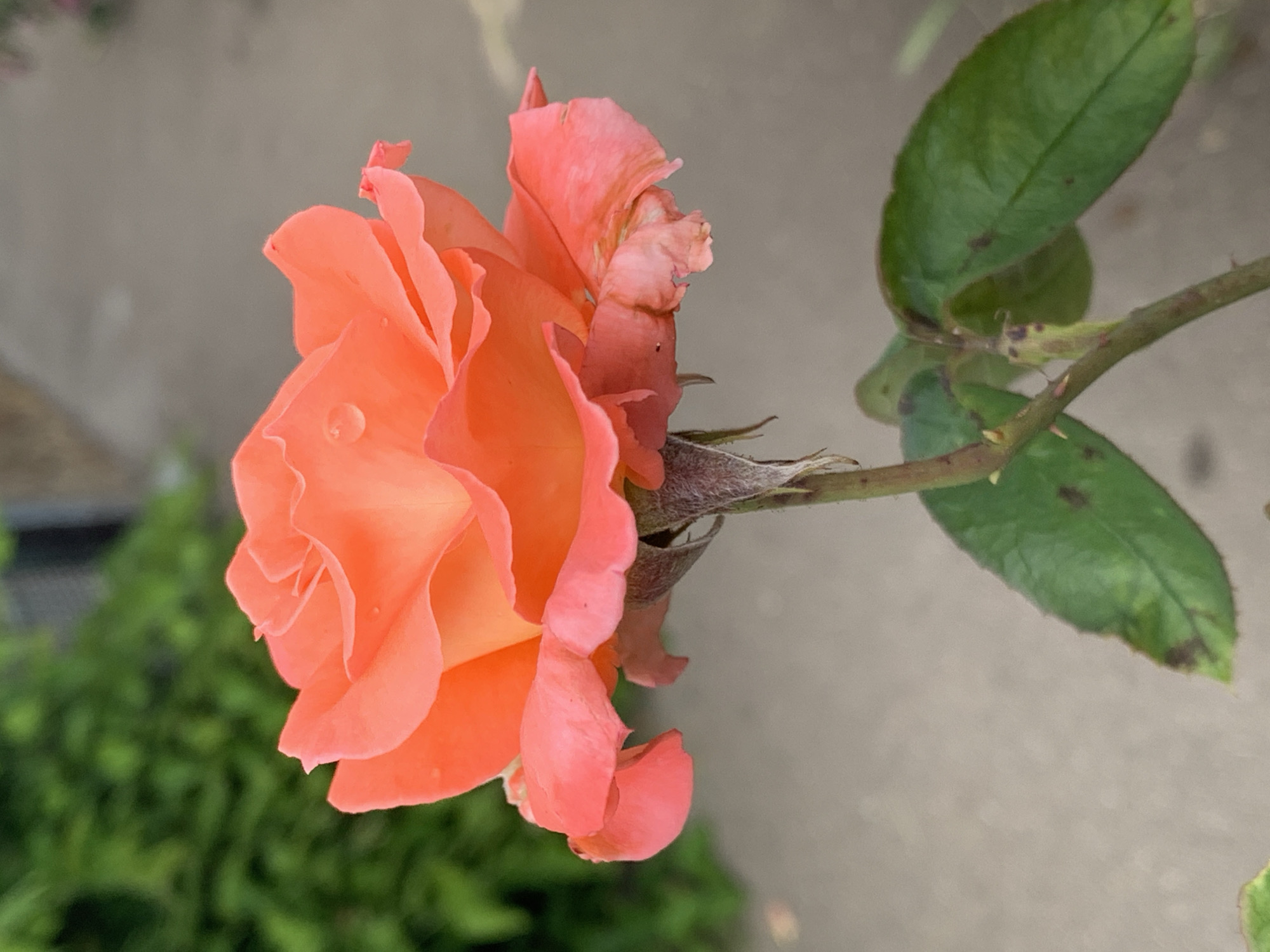 A close-up, eye-level, outdoor, vertical shot shows a single coral-pink rose bloom in focus against a blurred background. The rose is in full bloom with delicate, layered petals, some of which are slightly curled and a few have browning edges. One petal near the top of the bloom has a small water droplet. The stem of the rose is visible, with two green leaves, one with dark spots, extending from it. The background consists of a textured grey path and a green, leafy bush. The scene appears to be in a garden or park setting.