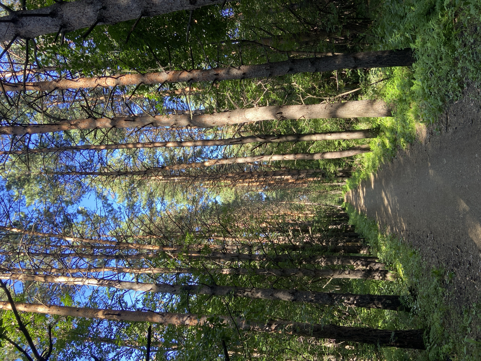 A dirt path winds through a sun-dappled forest of tall, slender pine trees. The path is relatively narrow and appears to be well-trodden. Lush green undergrowth, including ferns and other leafy plants, lines the sides of the path and extends into the dense forest. The trees are closely spaced, creating a canopy that allows shafts of sunlight to pierce through, casting dramatic shadows on the path and the forest floor. The sky visible through the branches is a clear, bright blue. The scene suggests a natural, tranquil environment, likely a park or a forest on the outskirts of a populated area. It is not possible to determine the exact location within Leninsk-Kuznetsky, Russia from the image alone, but it depicts a common woodland landscape. There are no people or animals visible in the image.