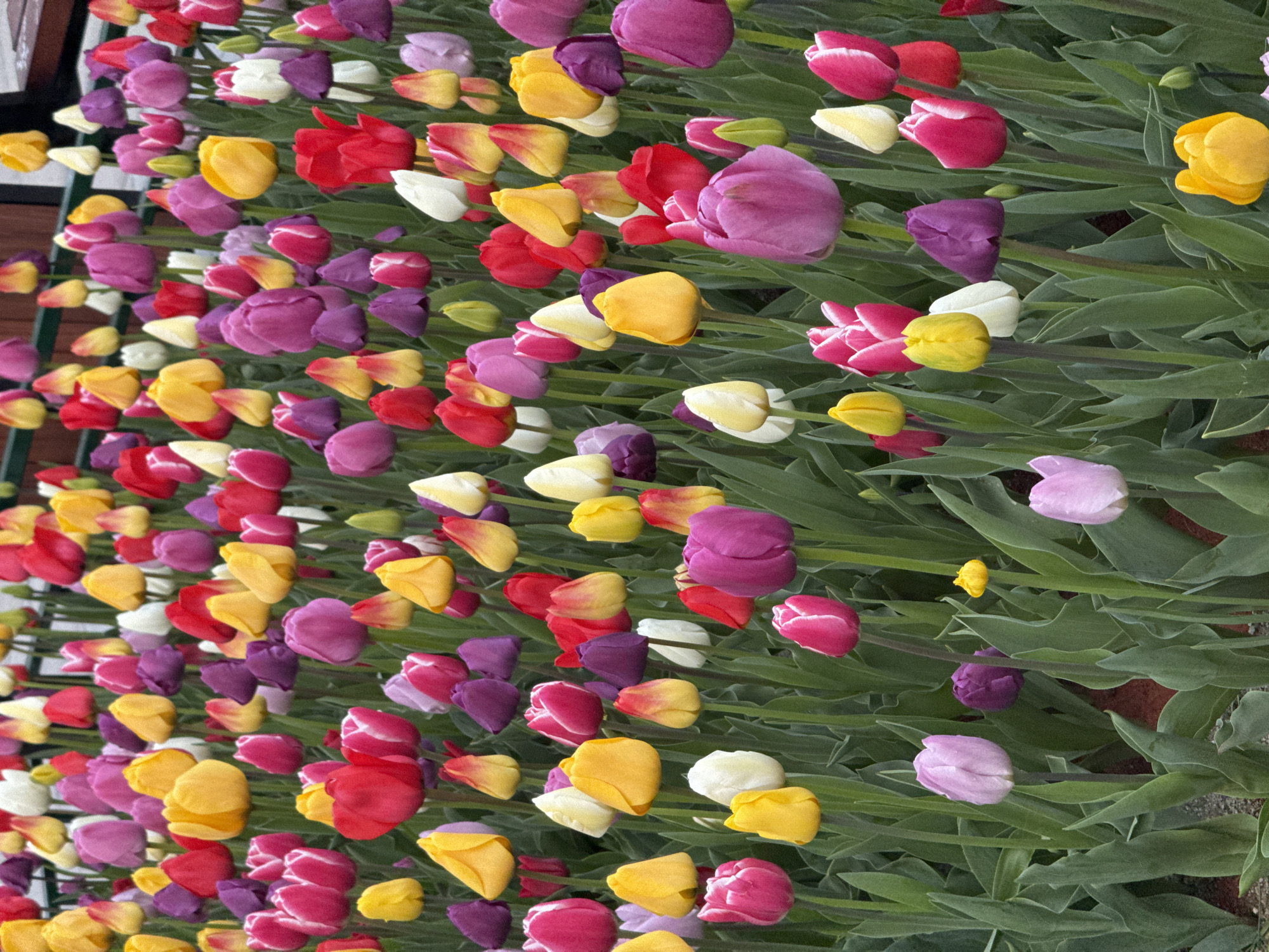 A vibrant and dense field of blooming tulips fills the frame, captured from a slightly elevated perspective looking down into the flower bed. The image, seemingly rotated from its natural upright orientation, showcases countless tulips in various stages of openness and a rich array of colors. Predominant hues include bright red, sunny yellow, deep purple, and soft pink, interspersed generously with pure white and striking bi-colored varieties, such as yellow tulips with red streaks and pink tulips with white edges.
The flowers are tightly packed, forming a lush, colorful carpet that extends across the entire visible area, with their green leaves and stems providing a verdant backdrop. The natural light appears bright and even, suggesting a clear daytime setting, likely in spring or early summer when tulips are in full bloom. No people or artificial structures are prominently visible, emphasizing the natural beauty of the floral display.
The setting is an outdoor garden or park, characterized by carefully cultivated flower beds, indicative of a public horticultural display. The overall scene evokes feelings of joy, vibrancy, and the freshness of springtime. Given the location context, this beautiful display is likely found in Sofia, Bulgaria. There is no visible text in the image.