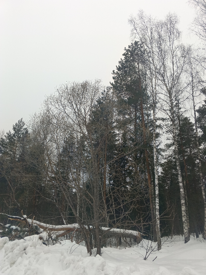 The image displays a winter forest scene in Красный Маяк, Russia. The foreground consists of a significant snowdrift. In the midground, a mix of trees is present, including several leafless deciduous trees with a network of bare branches, tall evergreen pine trees with dark foliage, and multiple slender birch trees with prominent white bark. A large, fallen tree trunk, partially covered in snow, extends horizontally across the scene behind the foreground snow. The background shows a dense treeline beneath an overcast, light grey sky. No individuals or specific actions are depicted.