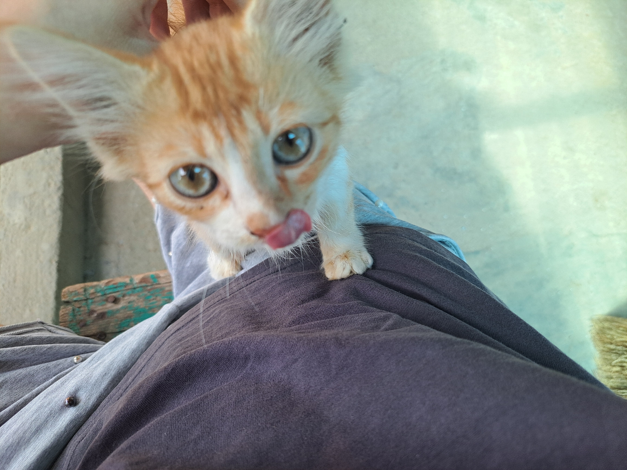 A close-up, high-angle shot captures a small, orange and white kitten with large, green eyes and its tongue sticking out, licking its nose. The kitten is being held by someone, with their hands visible supporting the animal. The kitten is positioned over dark purple trousers and a grey t-shirt, suggesting it is resting on someone's lap. In the background, out of focus, is a wooden surface painted with teal, with visible nails. The environment appears to be outdoors, with a light blue, possibly concrete, floor. The image does not contain information to determine the location in Vypasne, Ukraine.
