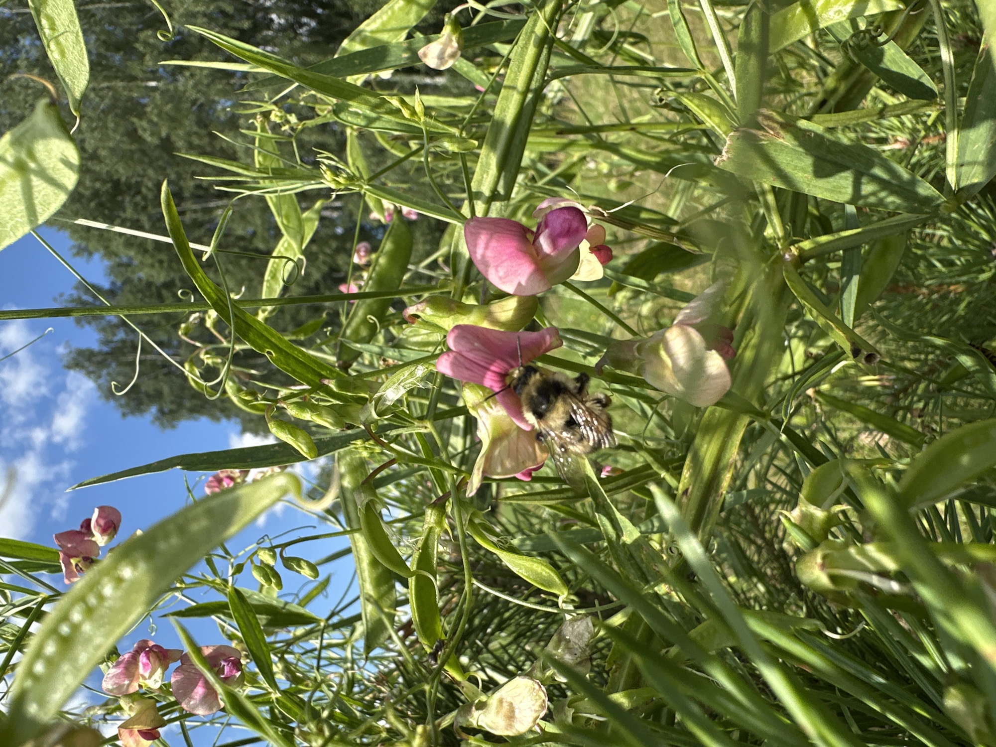 A bumblebee is perched on a pink sweet pea flower, its body covered in pollen, in a garden located in Norviliškės, Lithuania. The flower is part of a dense green vine that also bears numerous seed pods. In the background, a clear blue sky with scattered white clouds is visible above a dense line of green trees. The scene is bathed in bright sunlight, creating dappled shadows among the foliage.