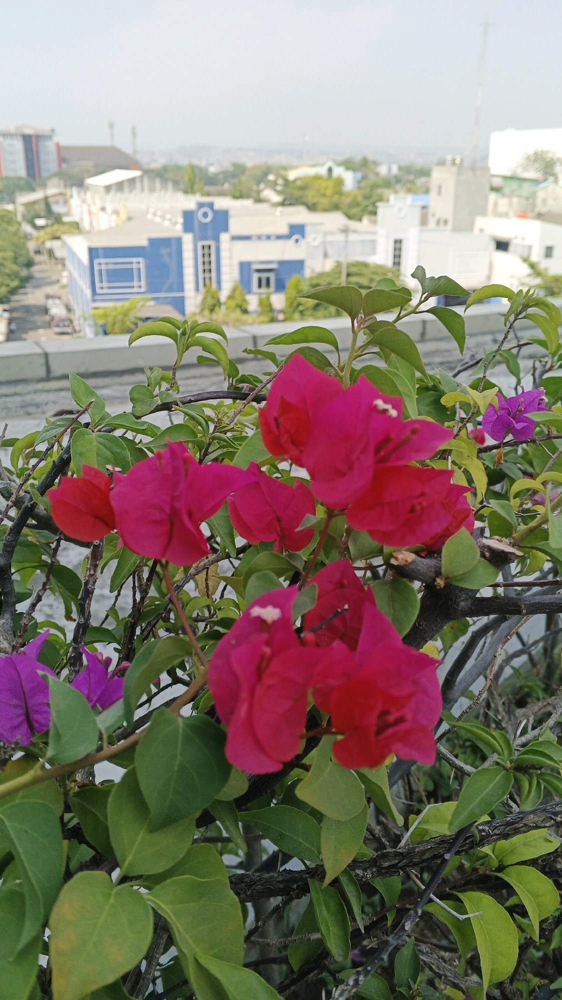 The image shows a close-up view of bright pink and purple bougainvillea flowers and green leaves in the foreground. The flowers are in focus, with their delicate petals and stems clearly visible. In the background, out of focus, is a cityscape with buildings, trees, and a hazy sky.
The architecture in the background suggests a location in Semarang, Indonesia. Specifically, the blue and white building with circular decorative elements and horizontal window frames is characteristic of some government or public buildings in the city. The overall urban landscape with a mix of low-rise and mid-rise structures, along with visible telecommunication towers, is consistent with the urban environment of Semarang. The image appears to be taken from an elevated position, possibly a rooftop or balcony, overlooking the city. There are no people or animals visible in the image. The scene is tranquil, with the vibrant flowers providing a strong contrast to the more subdued urban backdrop.
