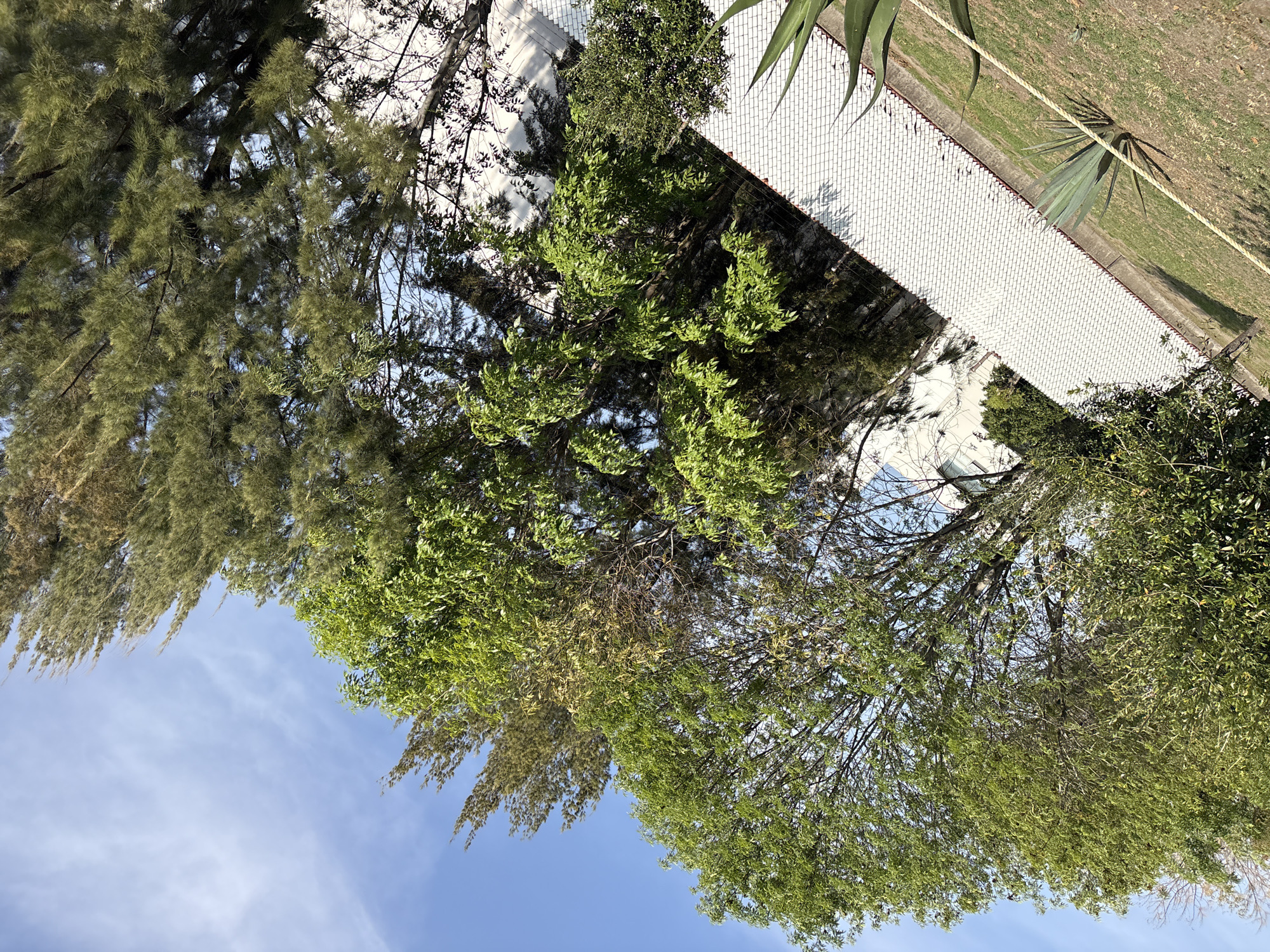 An outdoor daytime scene in San Bernardino Tlaxcalancingo, Mexico, showcases a vibrant array of natural elements. The upper portion of the image is dominated by a clear blue sky, dotted with a few faint, wispy white clouds.
Various types of trees fill much of the frame. On the left, a dense canopy of a tree with long, slender, drooping green foliage, possibly a type of pine or casuarina, extends downwards. In the center and to the right, other trees with lighter green, broader leaves create a more open canopy, with some bare branches visible through the foliage, suggesting a mix of tree species. Further to the right and lower down, smaller, dark green shrubs are also present.
A prominent white path, composed of numerous small, square tiles, cuts diagonally across the middle ground, extending from the upper right towards the lower left. The path casts distinct shadows from the overhead trees. Bordering the right side of the tiled path is a strip of green grass, which appears somewhat dry in certain patches. Within this grassy area, several agave-like plants with thick, pointed leaves are visible, with one larger specimen casting a noticeable shadow. A thin, light-colored rope or wire stretches diagonally across the upper part of the grassy section.
In the upper right corner, behind some of the trees, a white wall, possibly tiled or textured, suggests the presence of a building or a boundary structure. The scene is brightly lit by natural sunlight, indicating a clear and sunny day. No people or specific activities are depicted, and there is no visible text.
