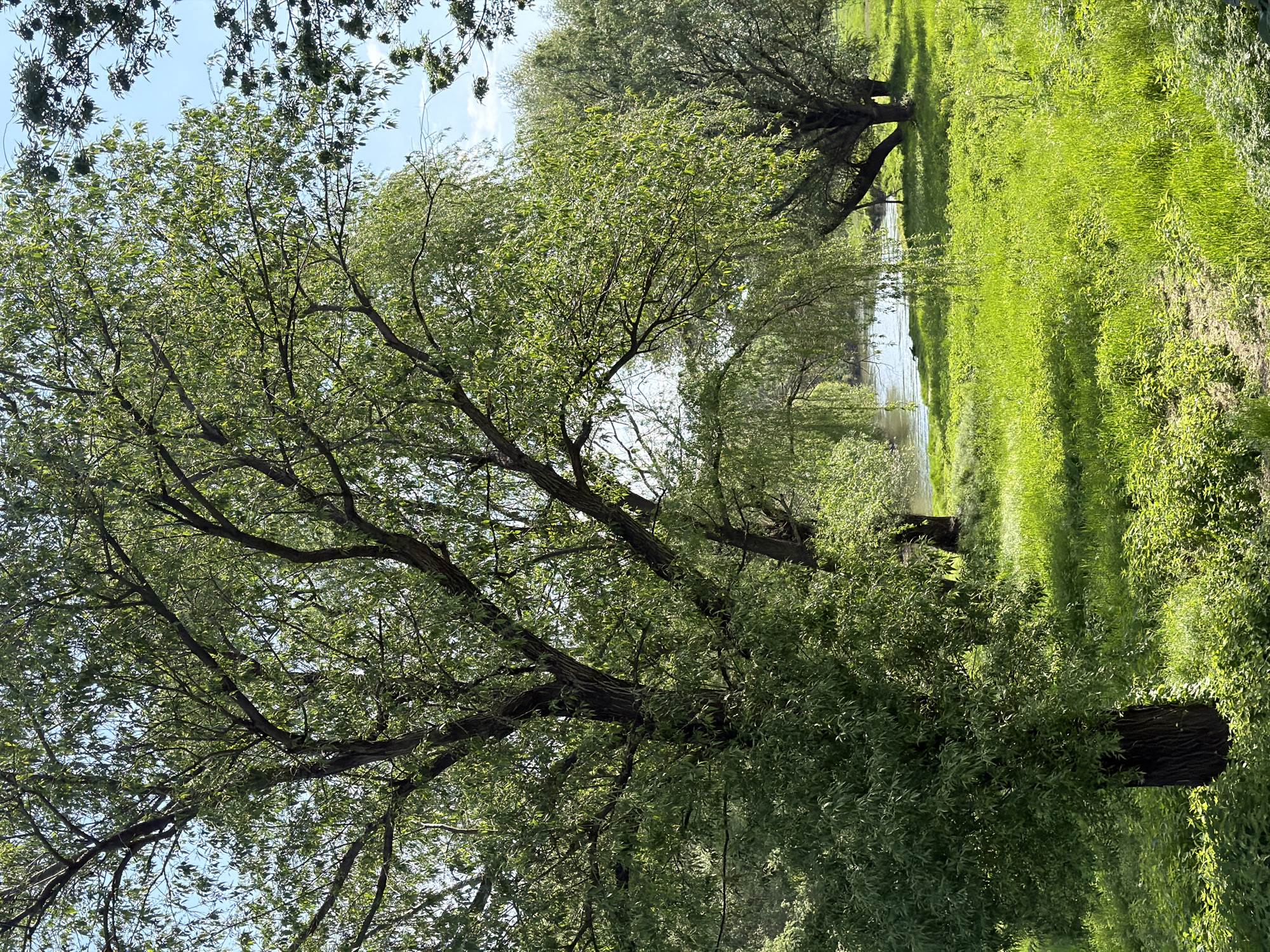 The image captures a serene natural landscape, likely a riverbank, on a clear, sunny day. Large, mature trees with dense, vibrant green foliage dominate the left side of the frame, extending into the midground. Their thick, dark trunks and branches create a lush canopy, through which patches of bright blue sky are visible, suggesting late spring or summer.
A calm body of water, appearing to be a river or wide stream, flows horizontally across the midground, its surface reflecting the bright sky and surrounding greenery. To the right of the water, a wide expanse of lush, light green grass and wild vegetation covers the ground, stretching into the background. The strong sunlight illuminates the scene, casting distinct shadows on the grassy bank.
No people, animals, or man-made structures are visible, emphasizing the untouched beauty of nature. The overall mood is tranquil and peaceful. No text is visible in the image. The scene is set in Plovdiv, Bulgaria.