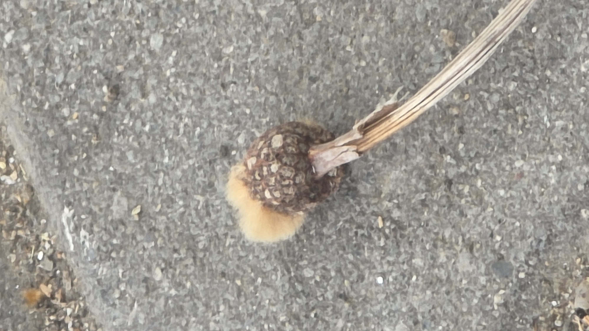 A close-up shot shows a dead, brown, flower head and its stem lying on a gray, pebbled surface. A light, golden-brown patch of fuzz is visible on the bottom of the flower head. The stem is split and dry. The background surface is rough and granular, appearing to be concrete or asphalt. The image does not provide information about the city of Blagoevgrad, Bulgaria.