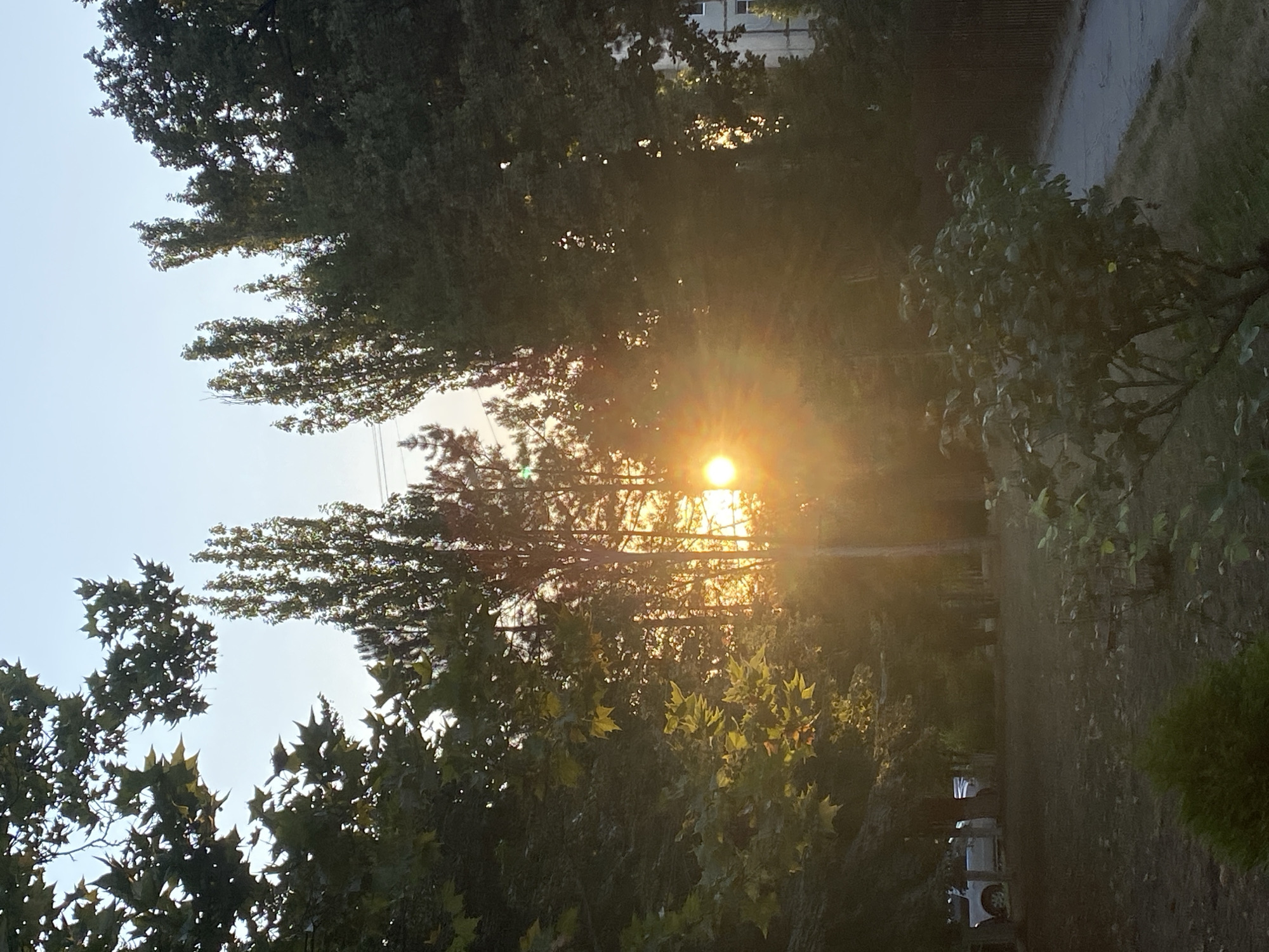 The image depicts a park-like setting with lush green trees and foliage, illuminated by the warm glow of a setting sun. The sun's rays pierce through the dense canopy, creating a lens flare effect and casting a golden hue over the scene. In the background, a residential building with a pale facade is visible, suggesting an urban environment. A paved walkway runs along the right side of the frame, bordered by a dark wooden fence. The foreground features a patch of dry grass and a small, bushy plant. The overall ambiance is serene and tranquil, capturing the beauty of nature within a city. The presence of trees, a building, and a walkway suggests this is likely a public park or a residential area with green spaces within Chișinău, Moldova.